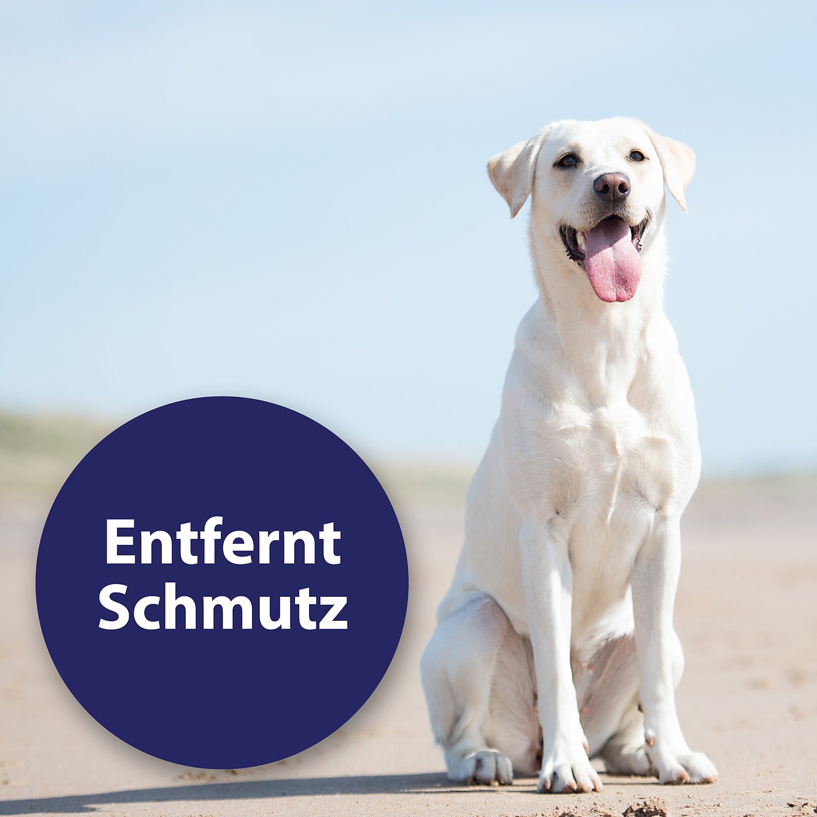 Hund sitzt am Strand - Entfernt Schmutz