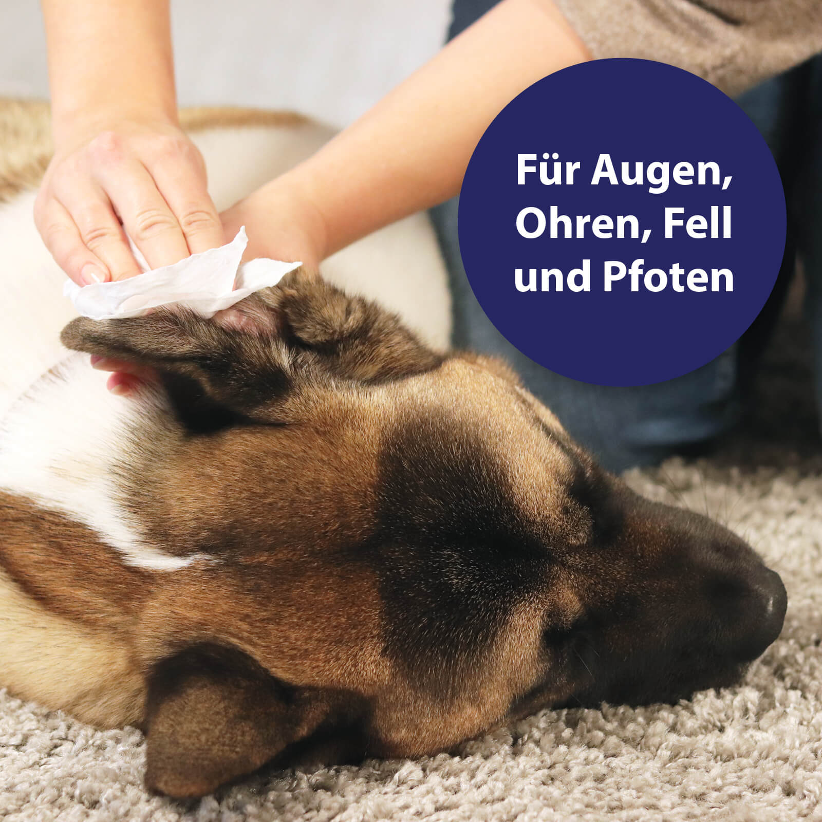 Hund werden Ohren mit Canosept Pflegetücher gereinigt - Für Augen, Ohren, Fell und Pfoten 