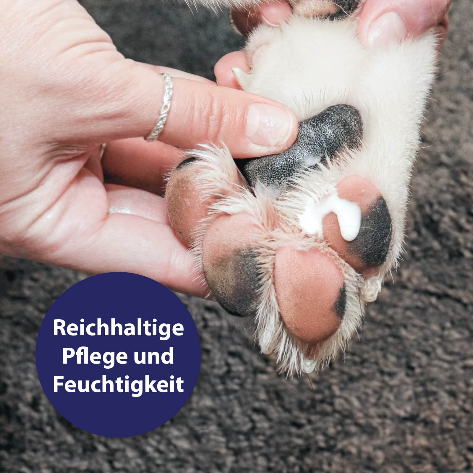 Hundepfoten werden mit Canosept Pfotenpflege eingerieben - Reichhaltige Pflege und Feuchtigkeit