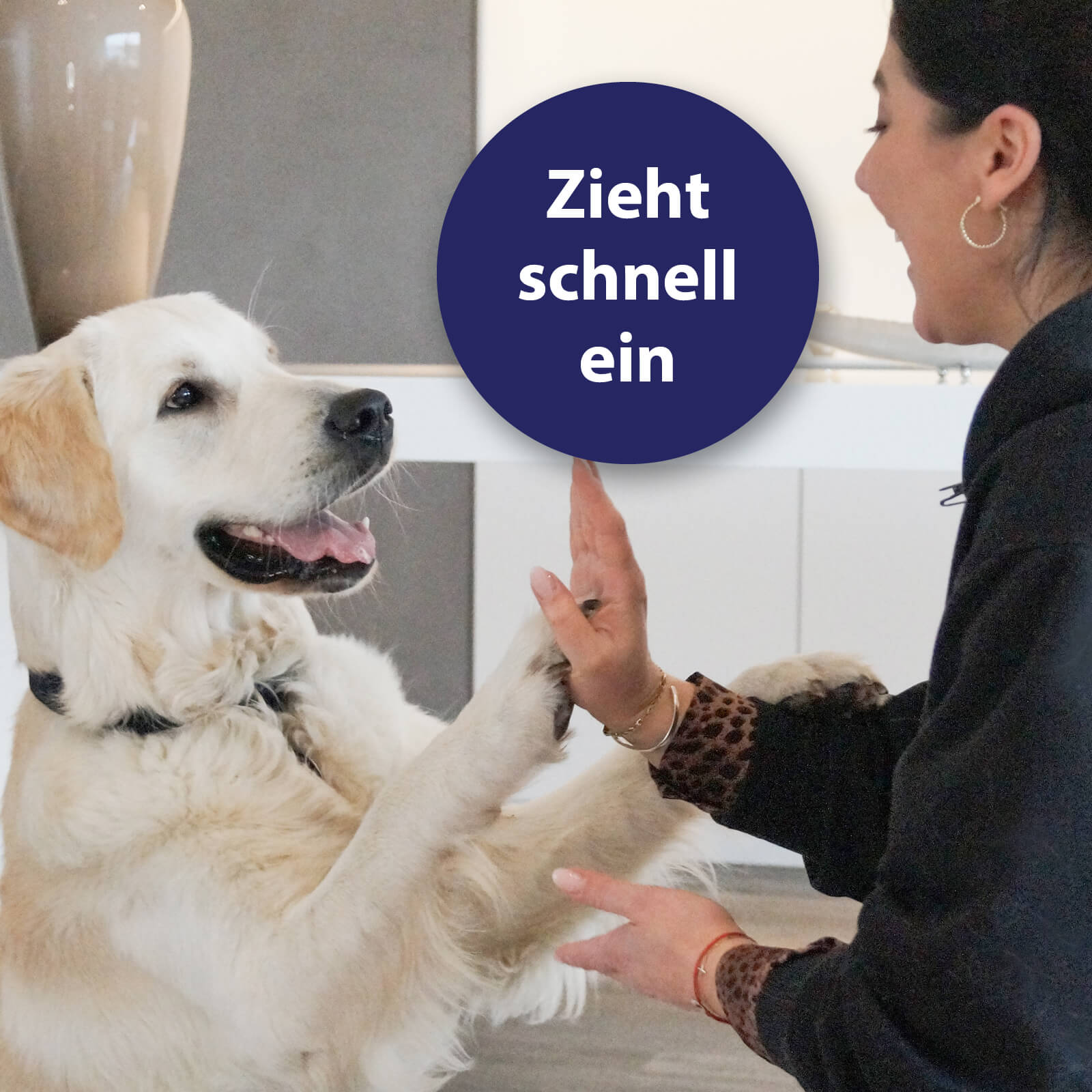Hund gibt Frauchen die Pfote - Zieht schnell ein