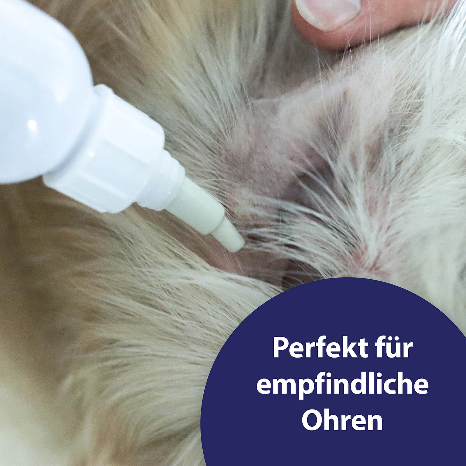 Sensitiv Ohrreiniger wird in Hundeohr getropft - Perfekt für empfindliche Ohren