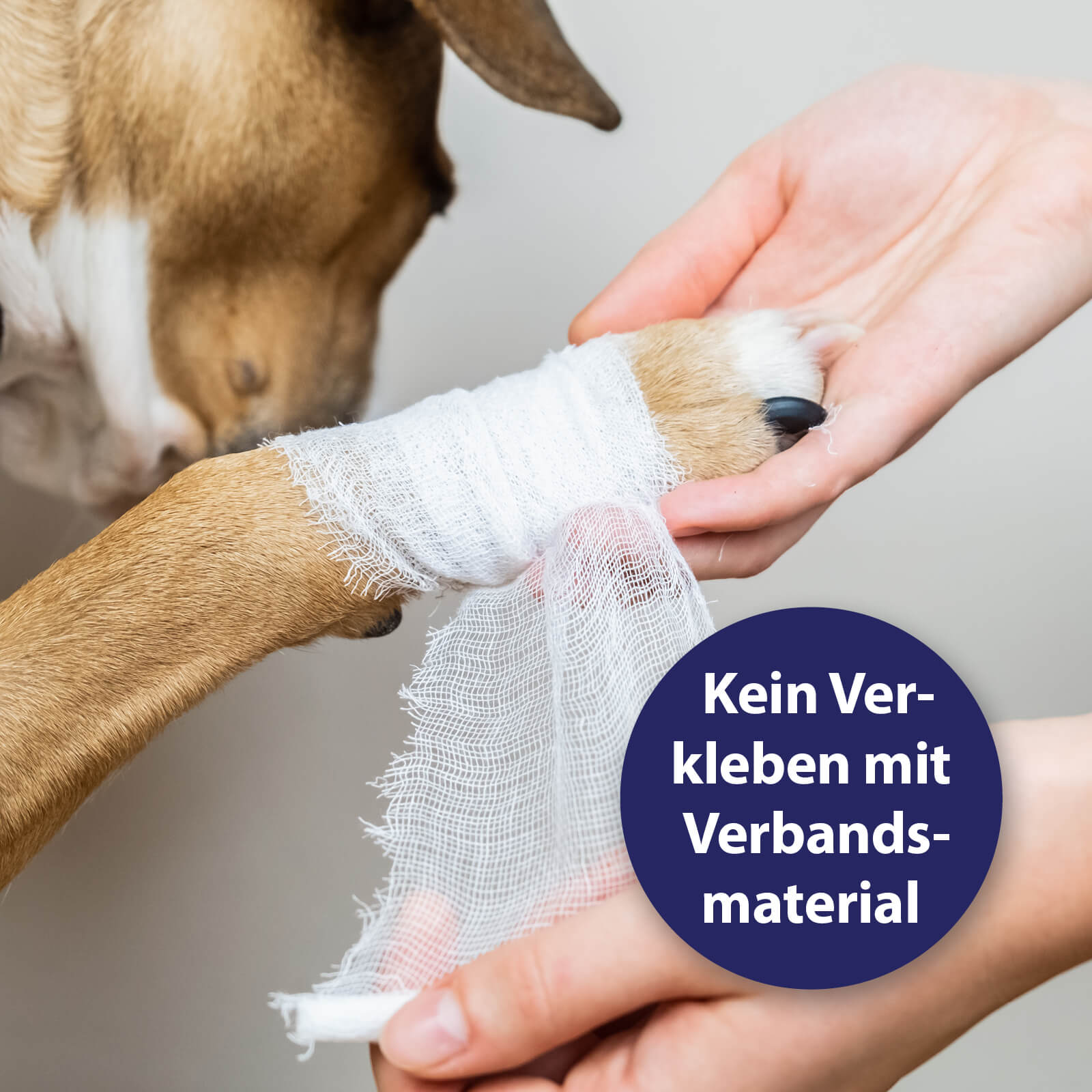 Hund bekommt ein Verband - Kein Verkleben mit Verbandsmaterial