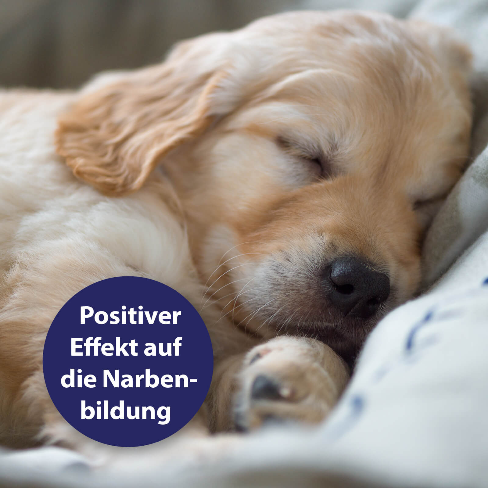 Welpe schläft - Positiver Effekt auf die Narbenbildung
