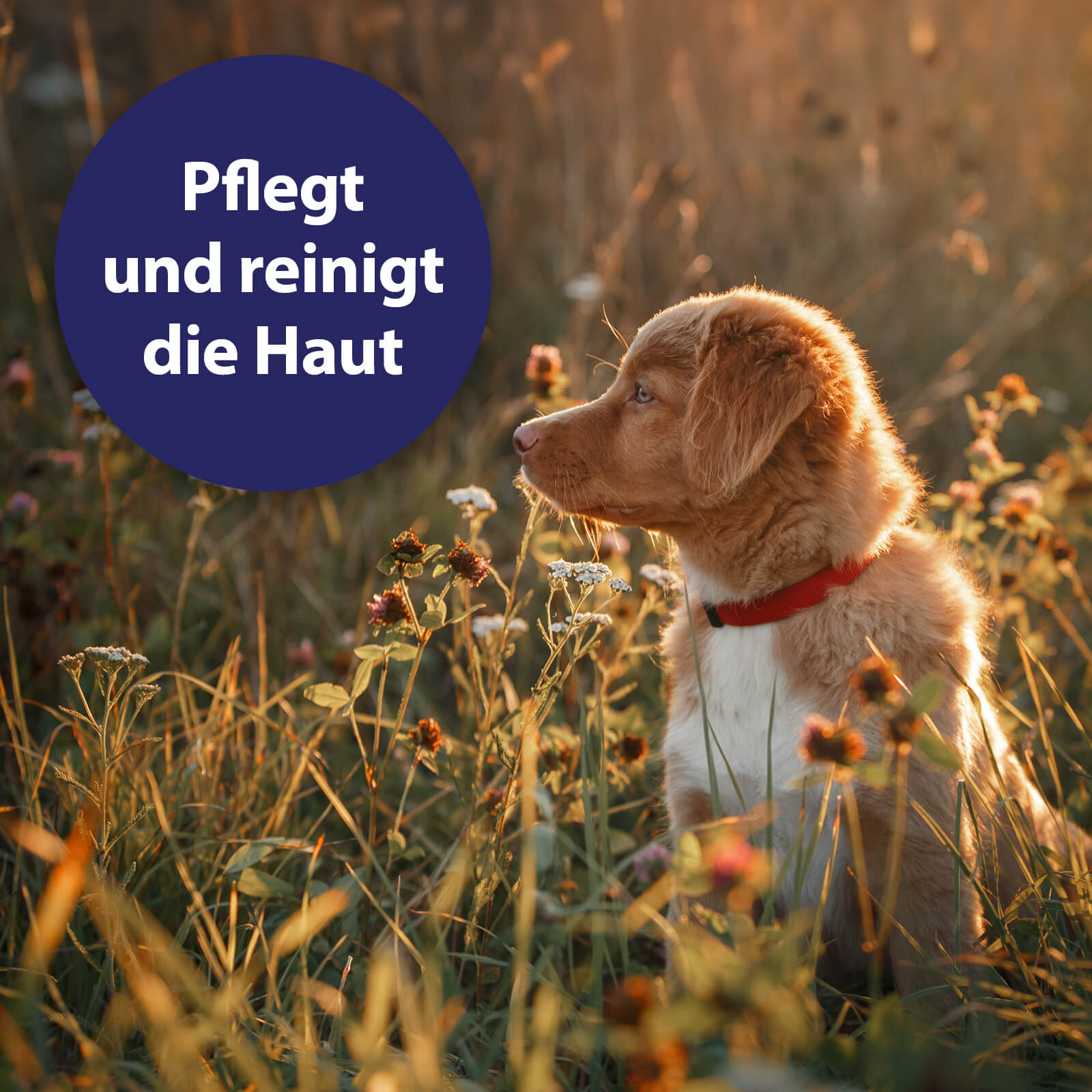 Hund auf Wiese - Pflegt und reinigt die Haut
