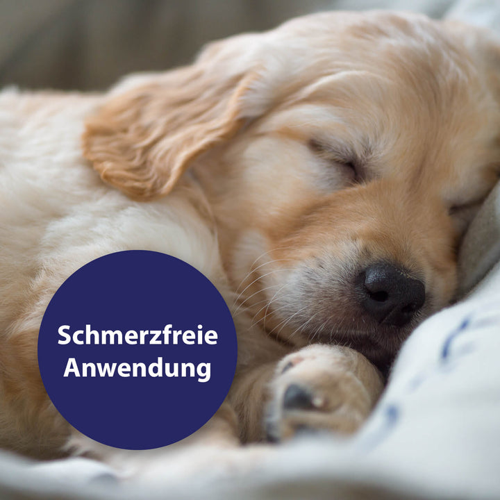 Welpe liegt im Bett - Schmerzfreie Anwendung