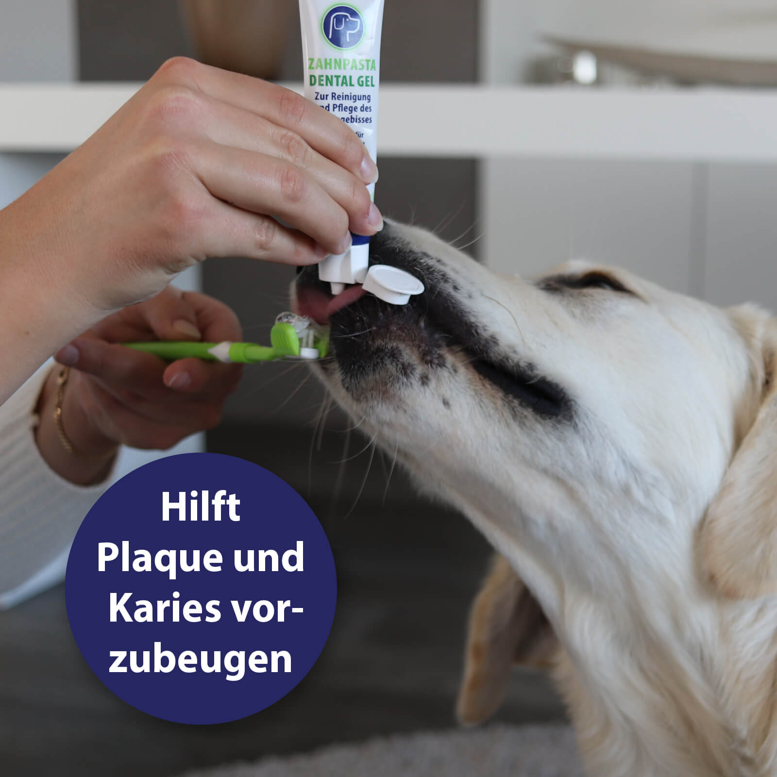 Hund bekommt Zähne geputzt - Hilft Plaque und Karies vorzubeugen