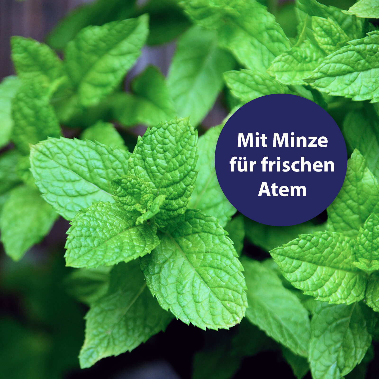 Minze Pflanze - Mit Minze für frischen Atem