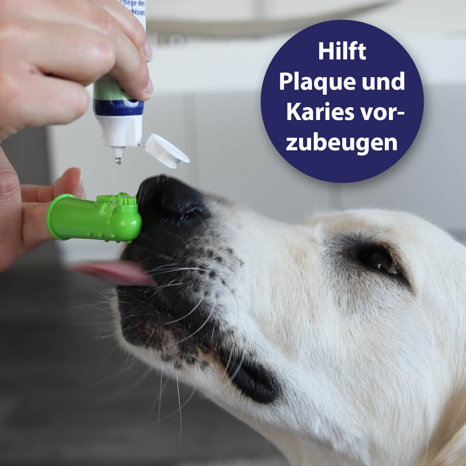 Hund schleckt Zahnpasta - Hilft Plaque und Karies vorzubeugen 