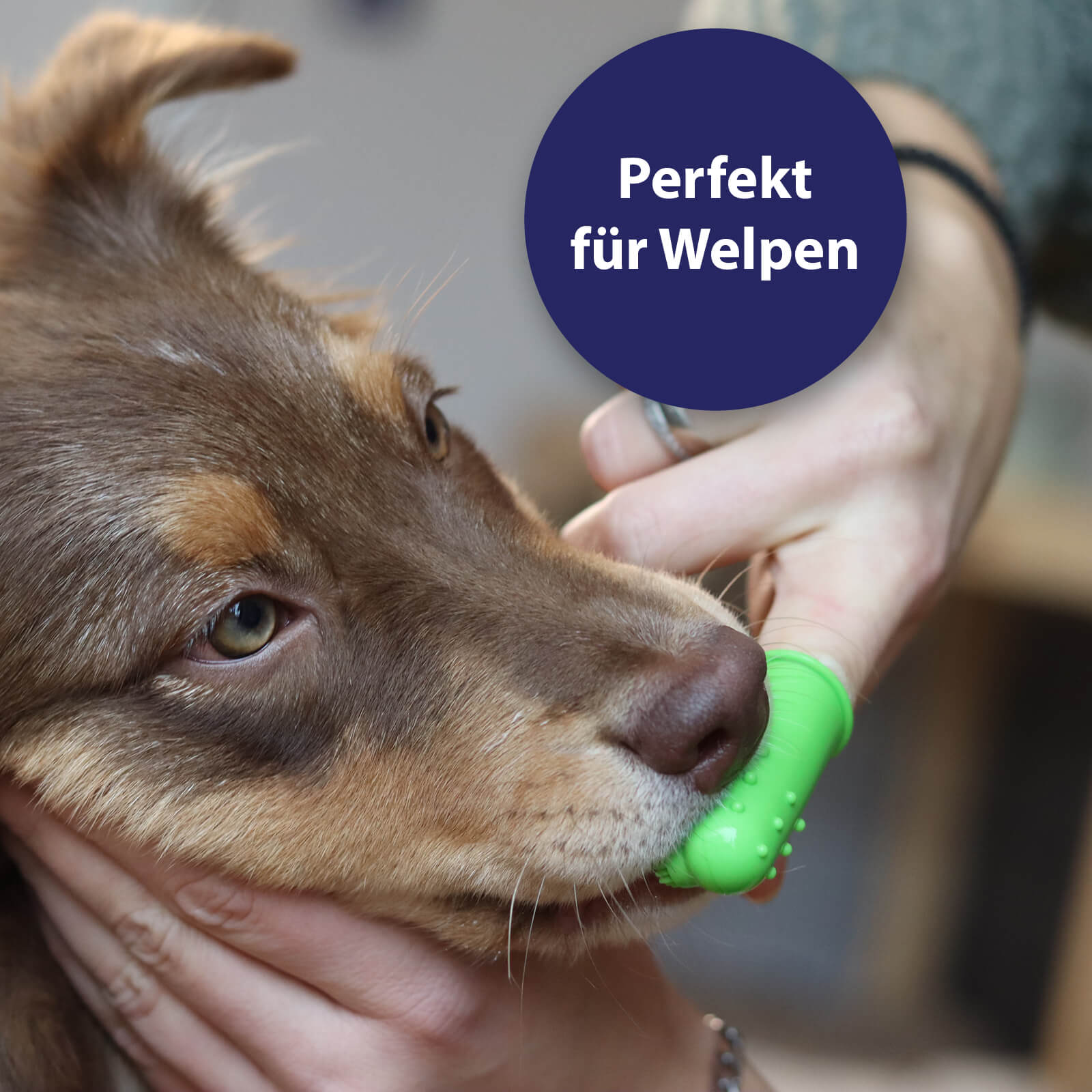 Hund bekommt die Zähne geputzt - Perfekt für Welpen