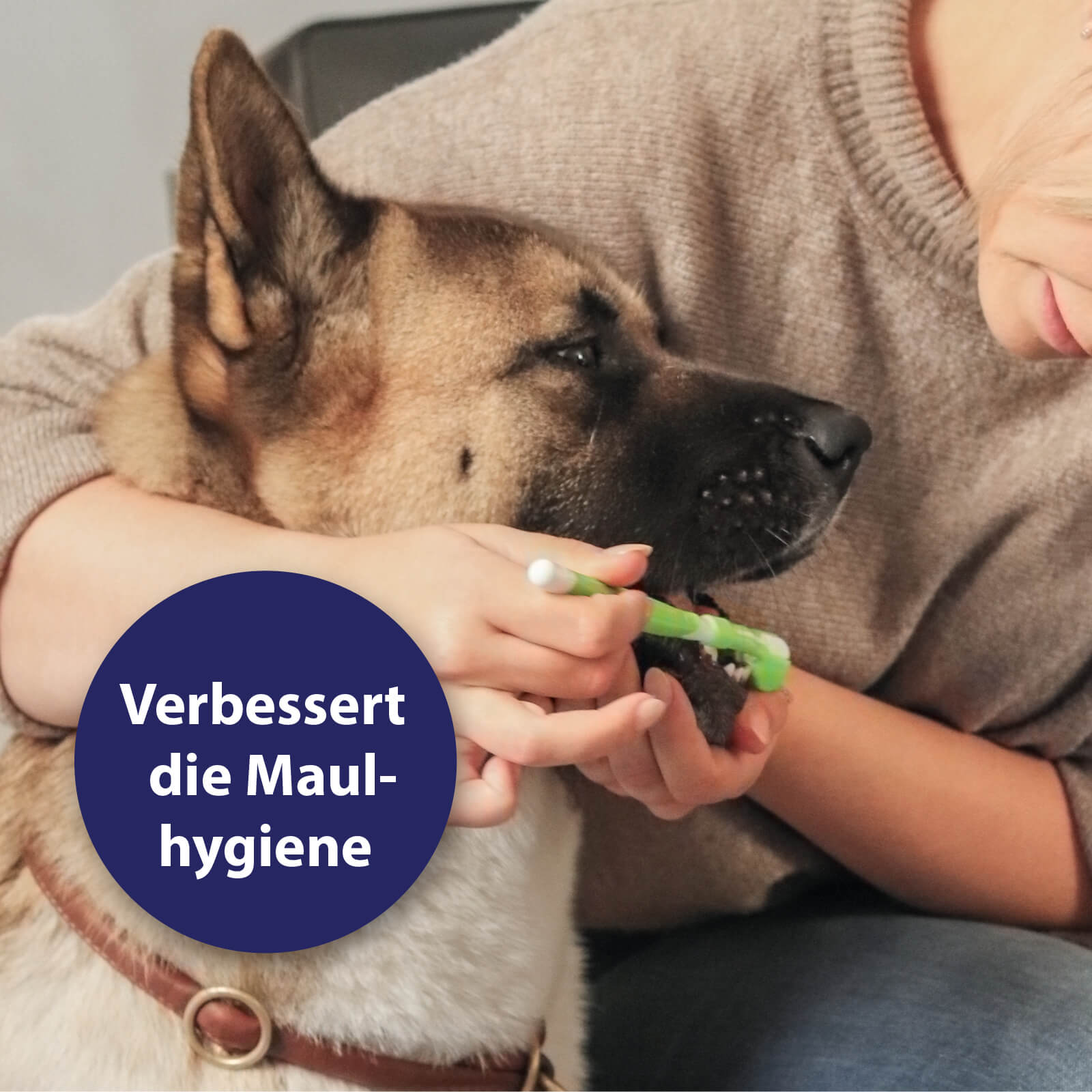Hund bekommt seine Zähne geputzt - Verbessert die Maulhygiene