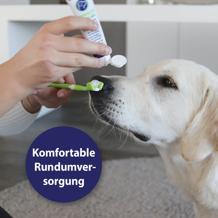 Hund bekommt die Zähne geputzt mit dem Canosept Dental Gel und der Canosept Zahnbürste - Komfprtable Rundumversorgung