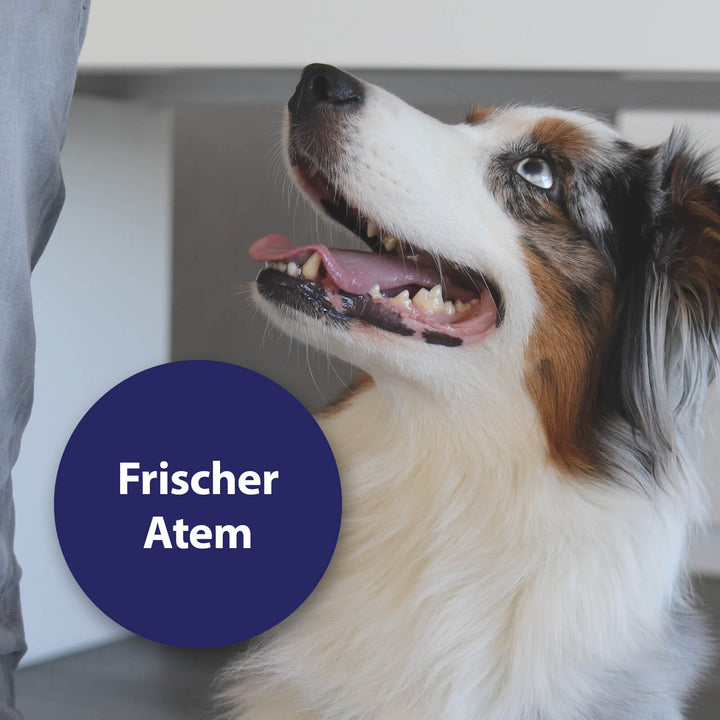 Hund lächelt seitlich - Frischer Atem