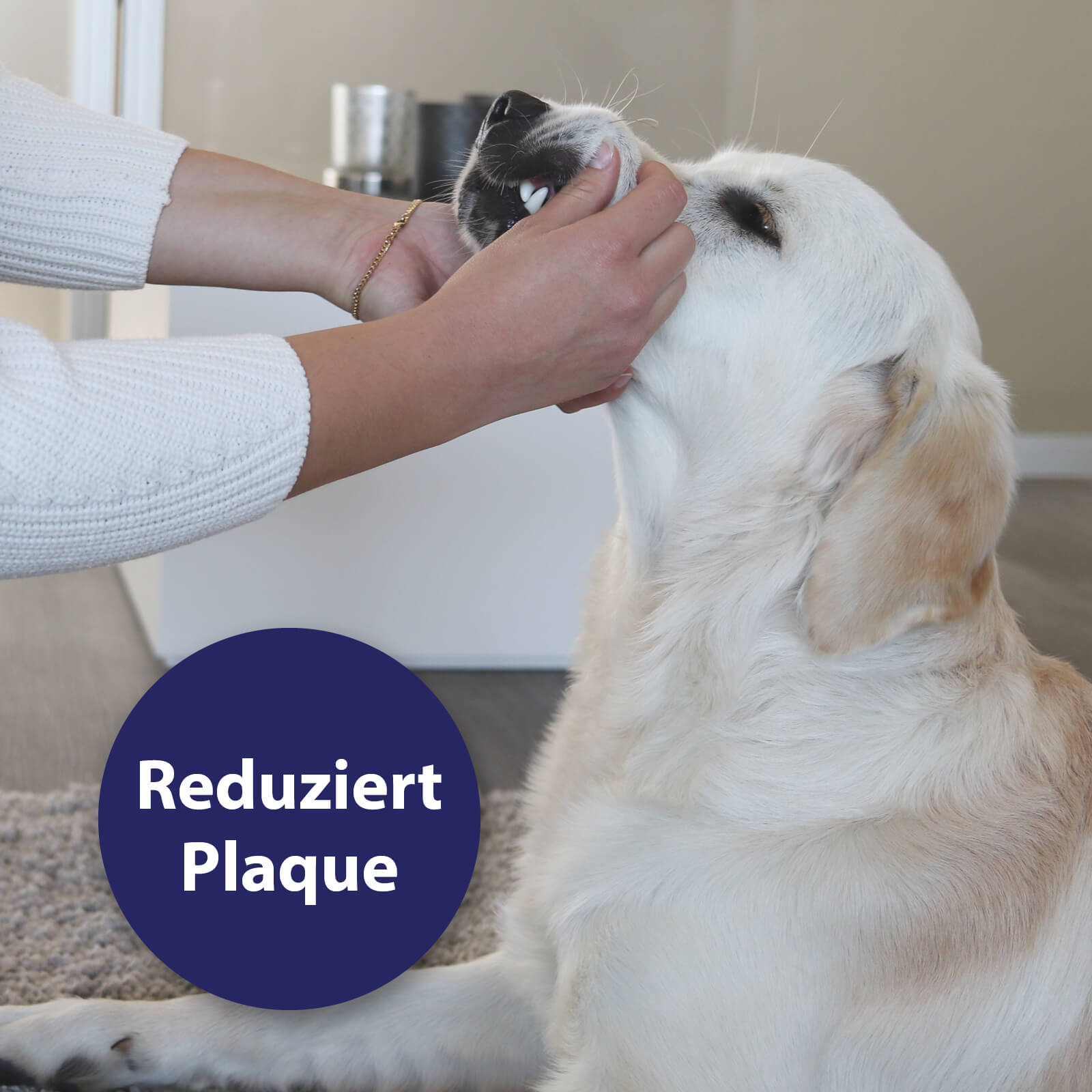 Hund wird Maul offen gehalten - reduziert Plaque