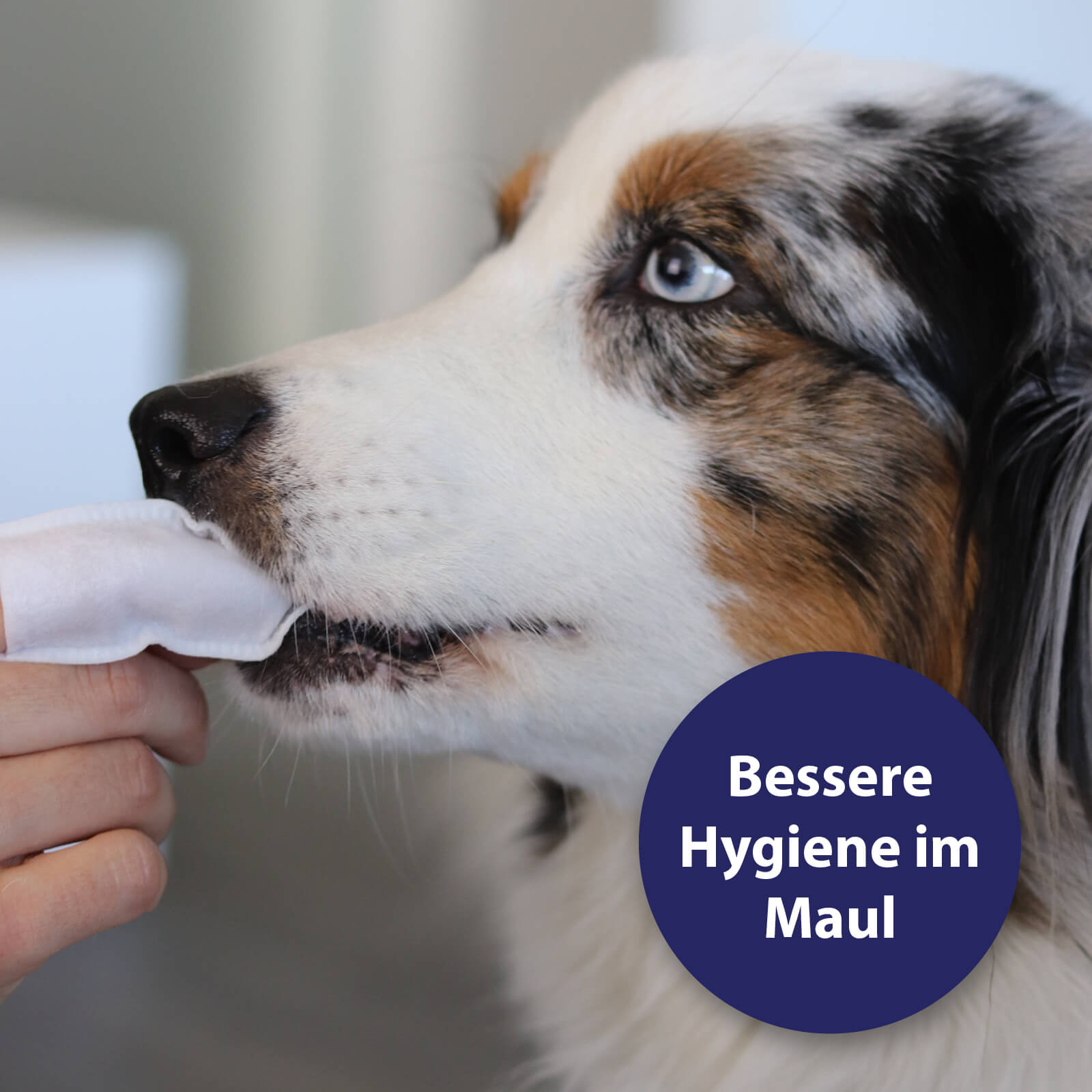 Hund werden Zähne mit Zahnpflegepads gereinigt - Bessere Hygiene im Maul