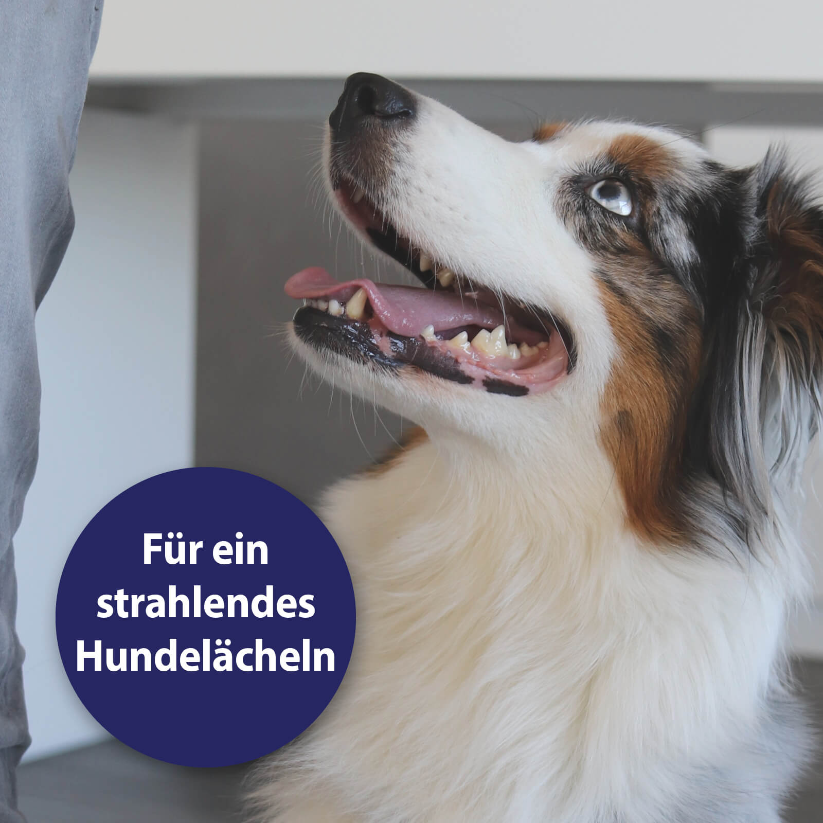 Hund lächelt zur Seite - Für ein strahlendes Hundelächeln