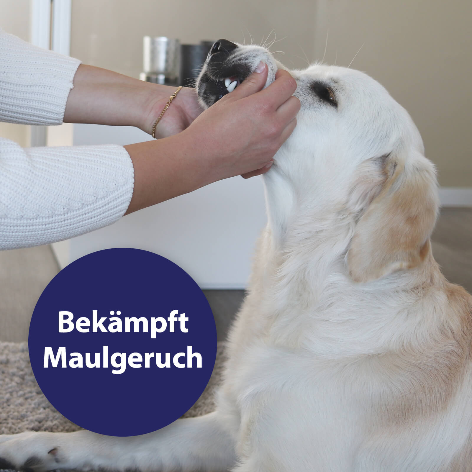 Hund wird Maul aufgehalten - Bekämpft Maulgeruch