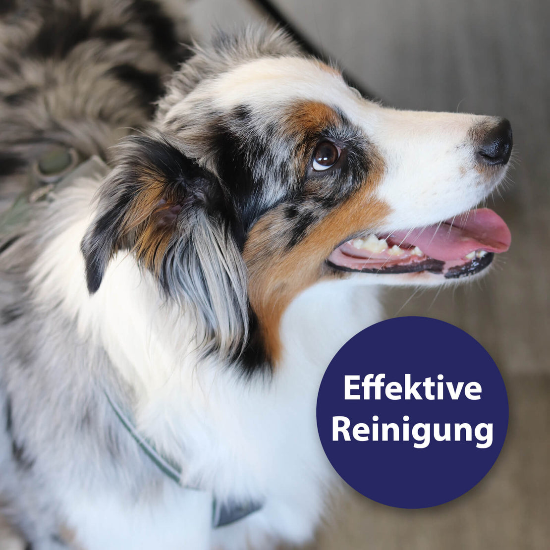 Hund lächelt - Effektive Reinigung