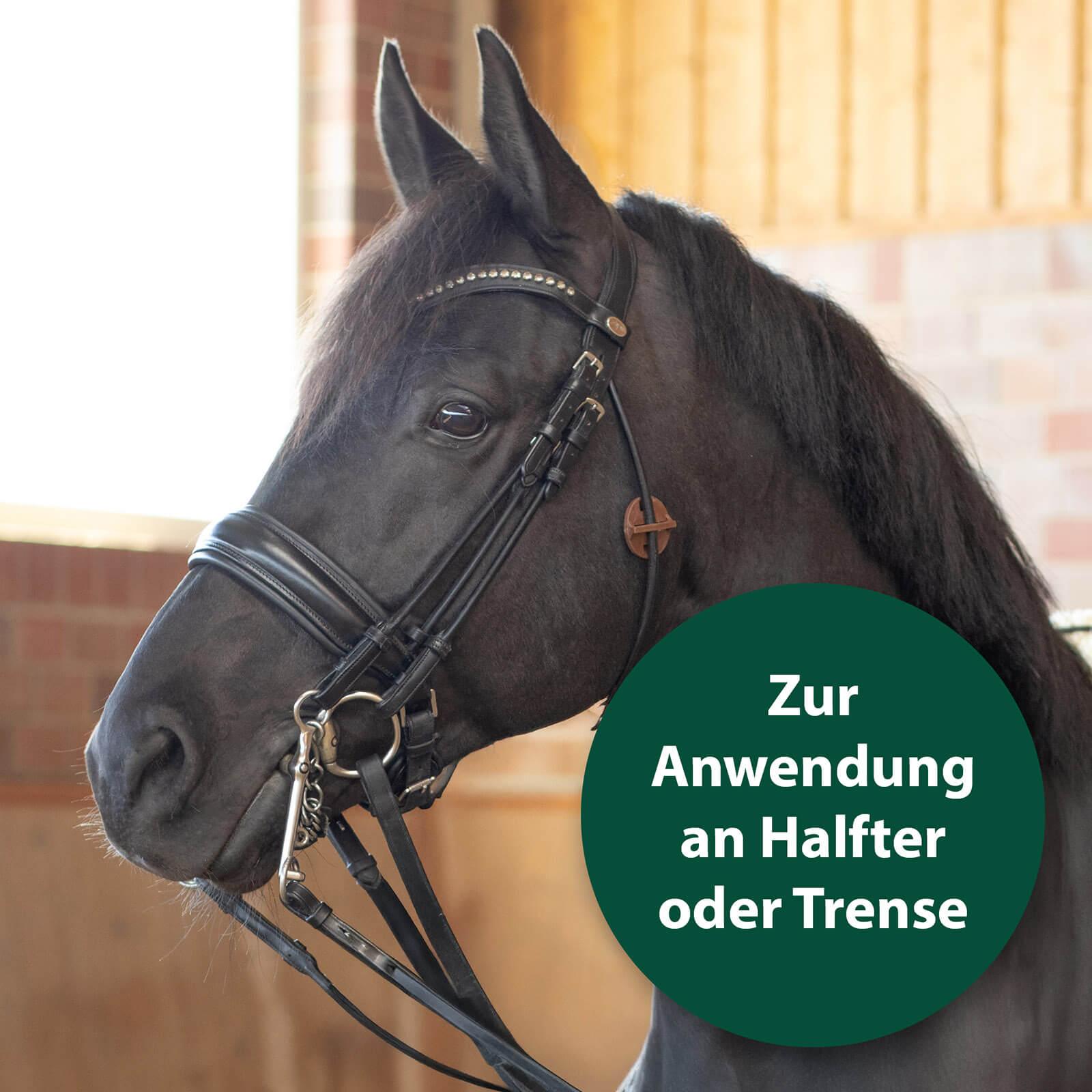 Schwarze Pferd mit Fliegen- und Bremsenmedaillon an Halfter - Zur Anwendung an Halfter oder Trense