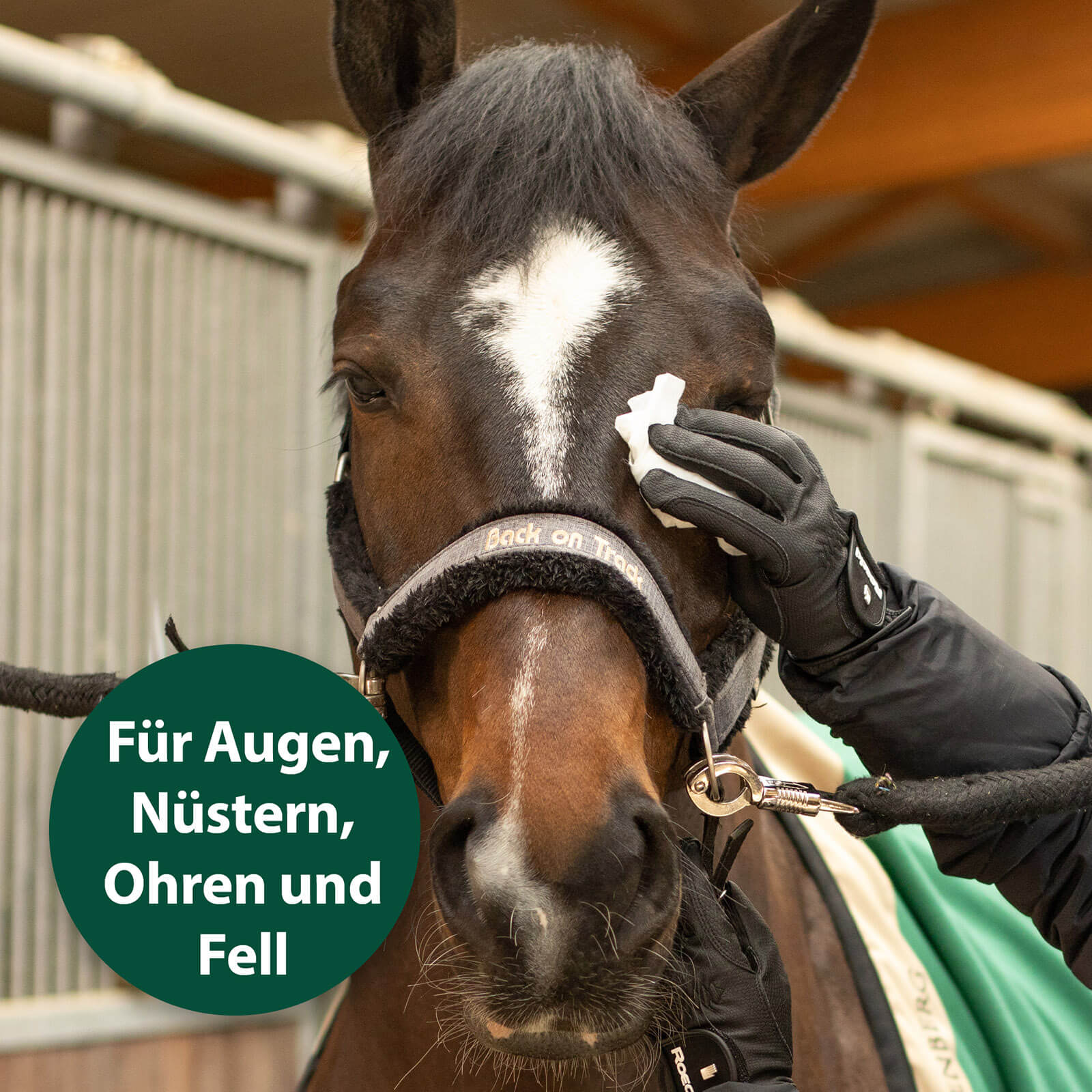 Auge von Pferd wird mit Pflegetuch gereinigt - Für Augen, Nüstern, Ohren und Fell