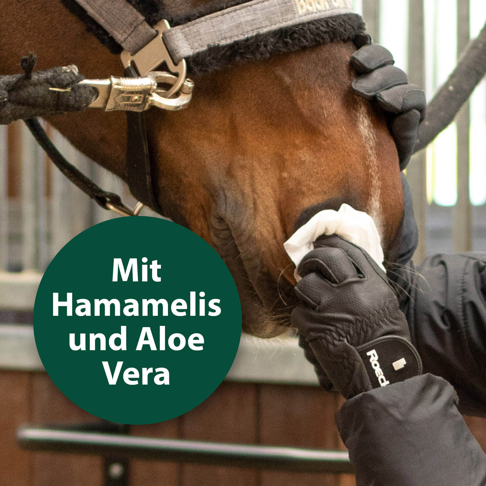 Nüstern von Pferd werden mit Pflegetuch gereinigt - Mit Hamamelis und Aloe Vera