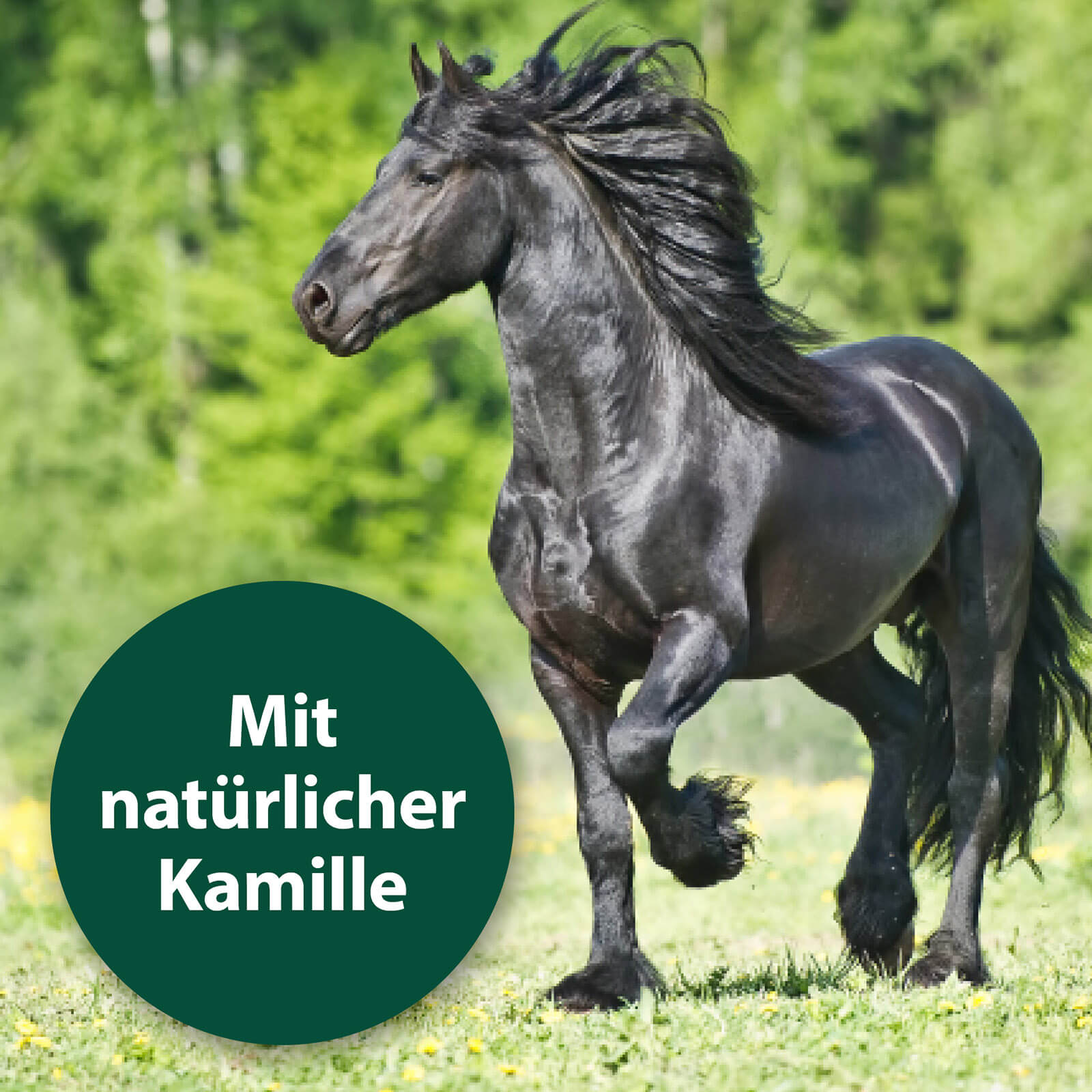 Schwarzes Pferd läuft über Wiese - Mit natürlicher Kamille
