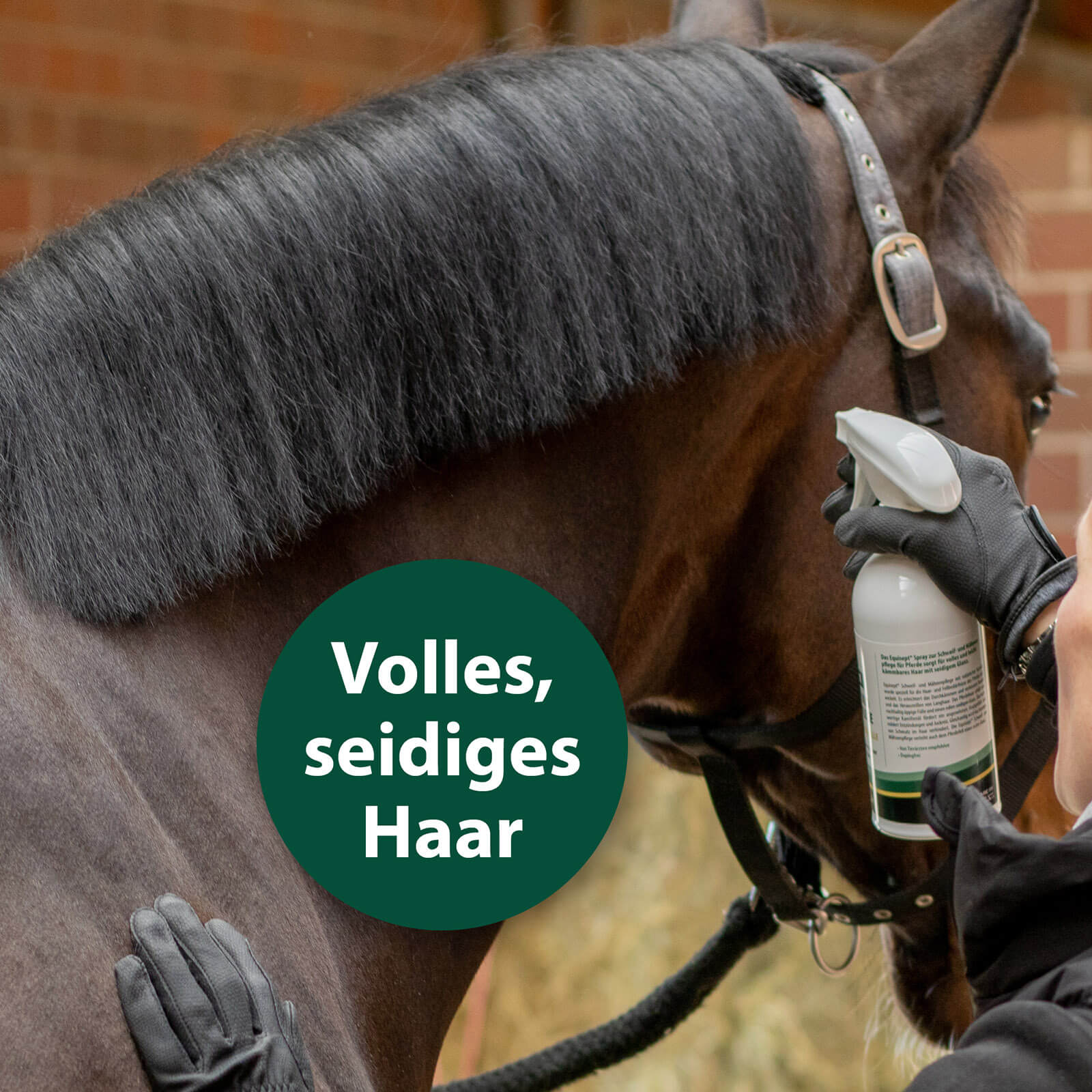 Reiterin sprüht Schweif von Pferd ein - Volles seidiges Haar