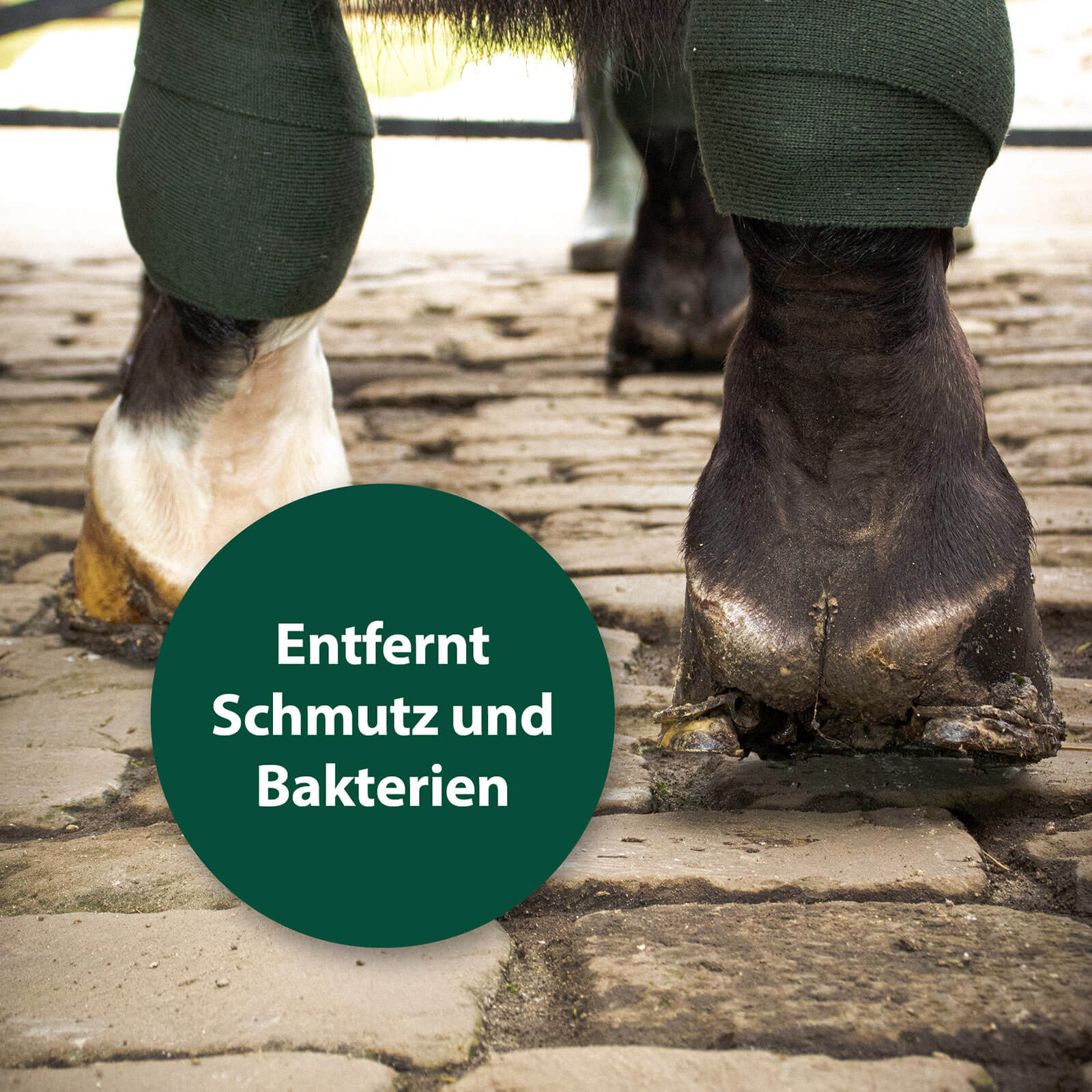 dreckige Hufe von Pferd - Entfernt Schmutz und Bakterien