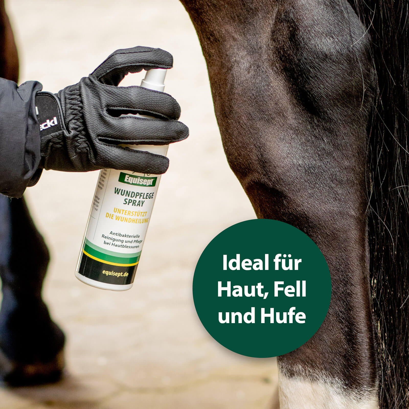 Reiterin sprüht Equisept Wundpflegespray auf Pferdebein - Ideal für Haut, Fell und Hufe