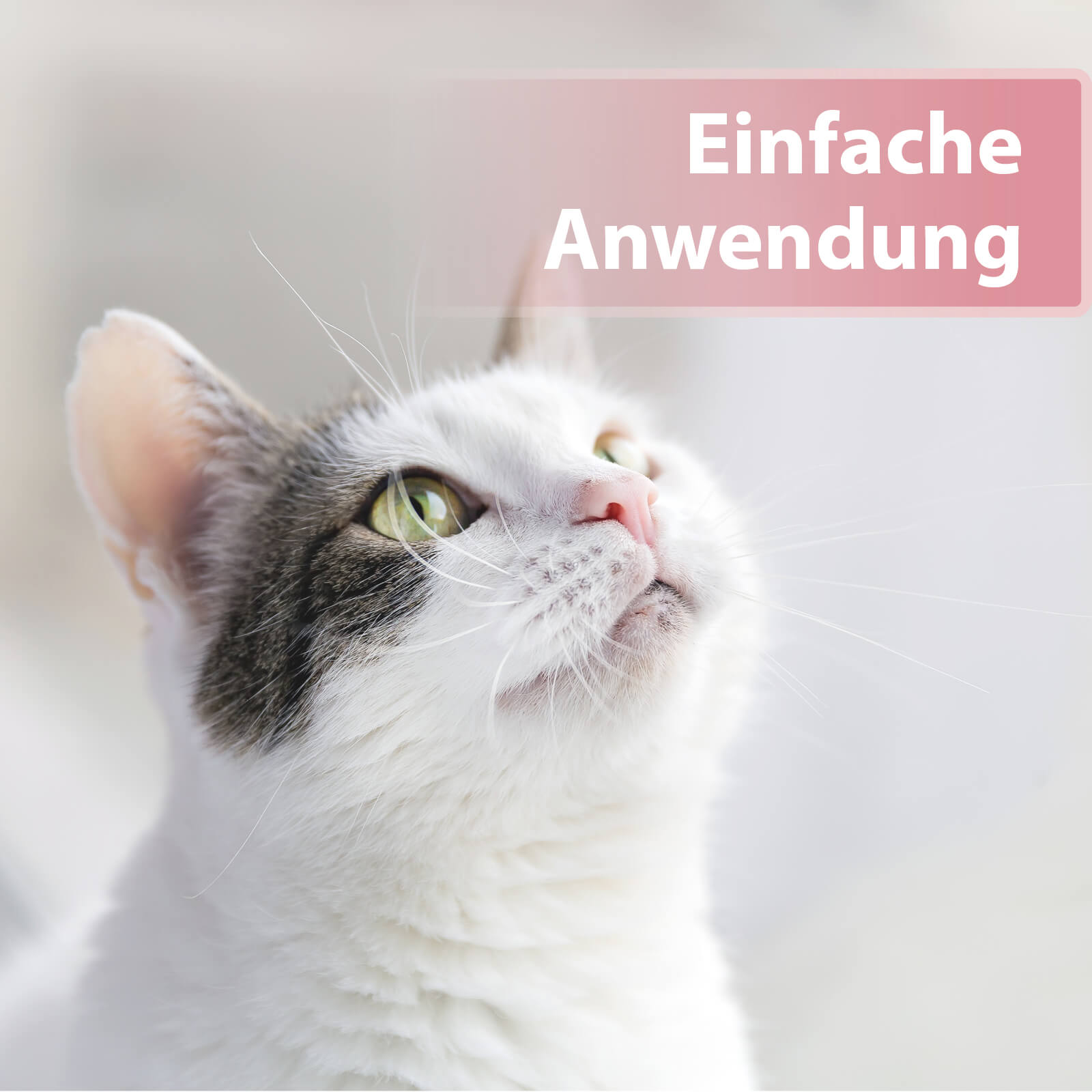 Helle Katze schaut nach oben - Einfache Anwendung