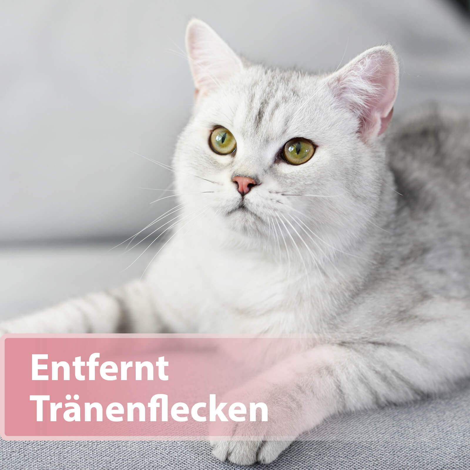 Weiße Katze auf Sofa - Entfernt Tränenflecken