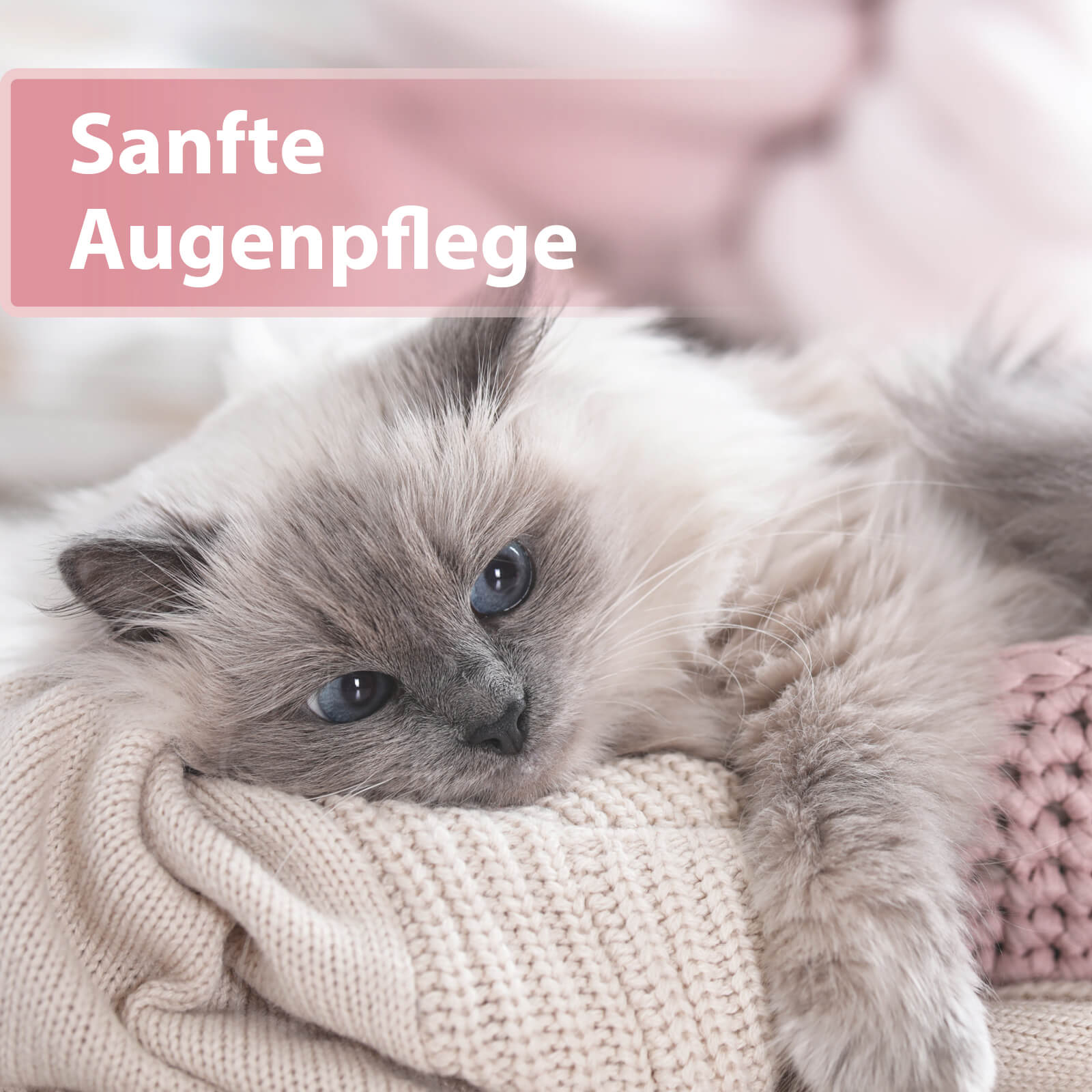 Graue Langhaarkatze kuschelt auf Decke - Sanfte Augenpflege