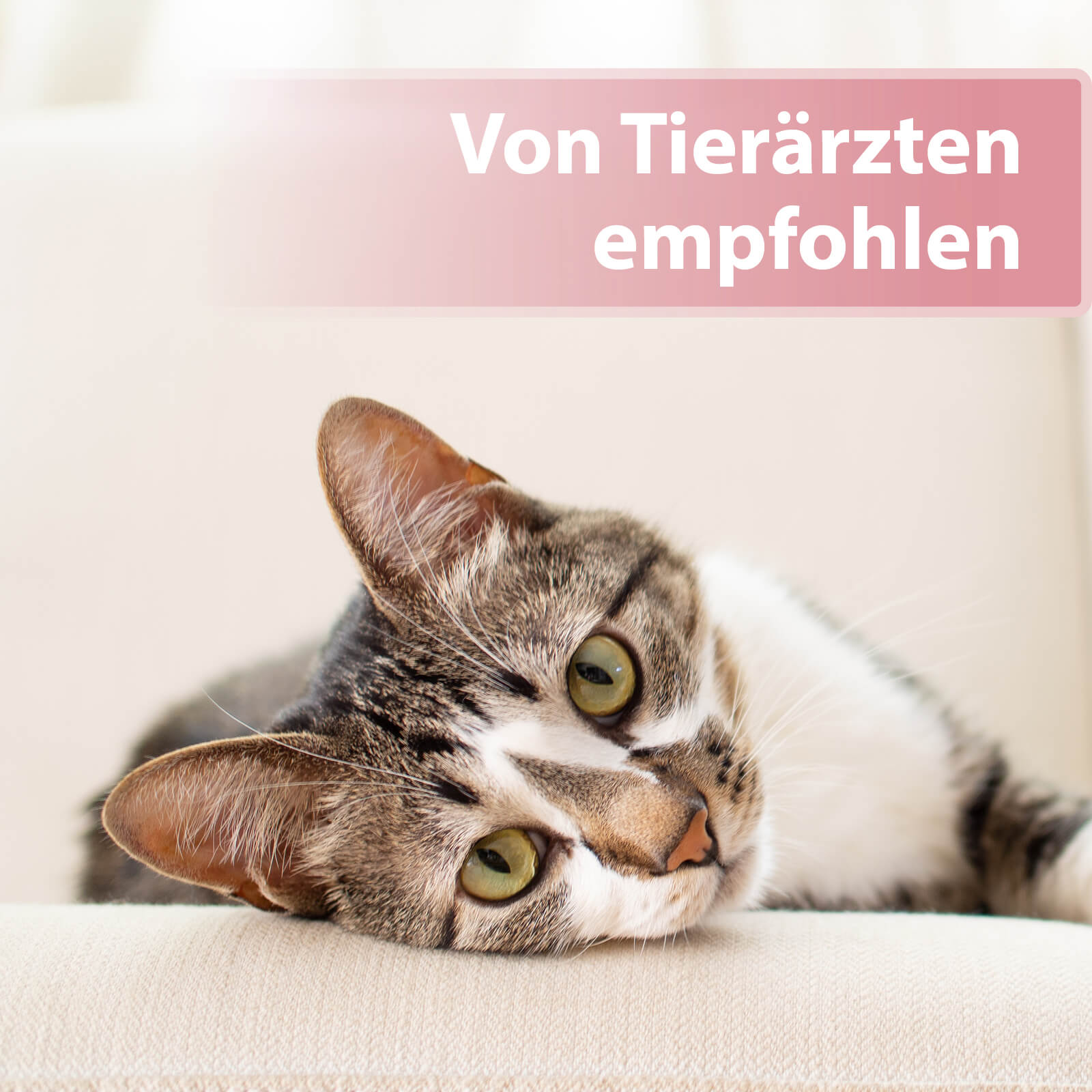 Katze liegt auf der Seite - Von Tierärzten empfohlen