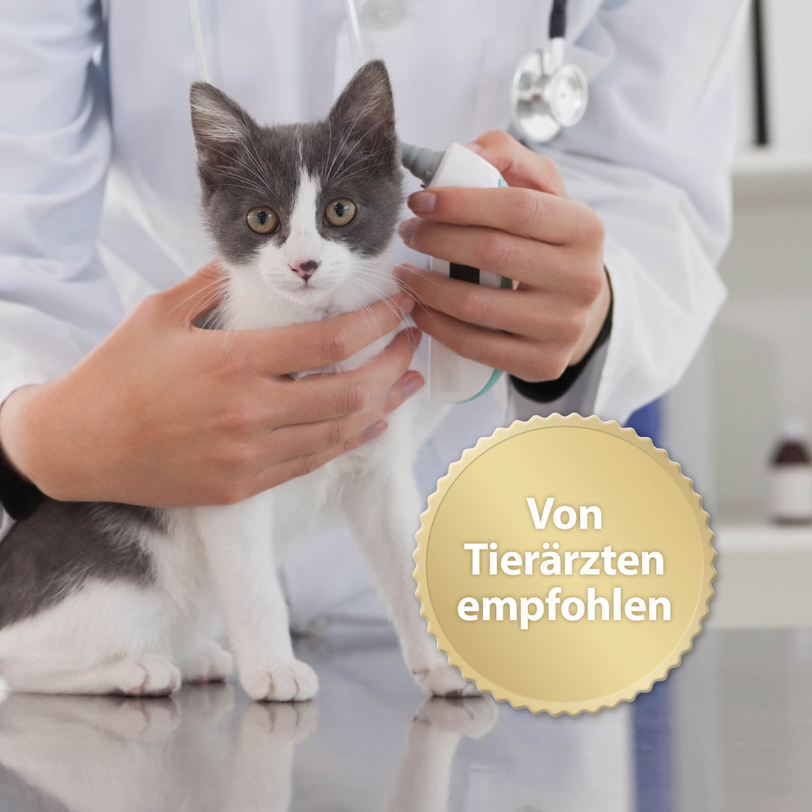 Kitte beim Tierarzt mit der Schrift von Tierärzten empfohlen