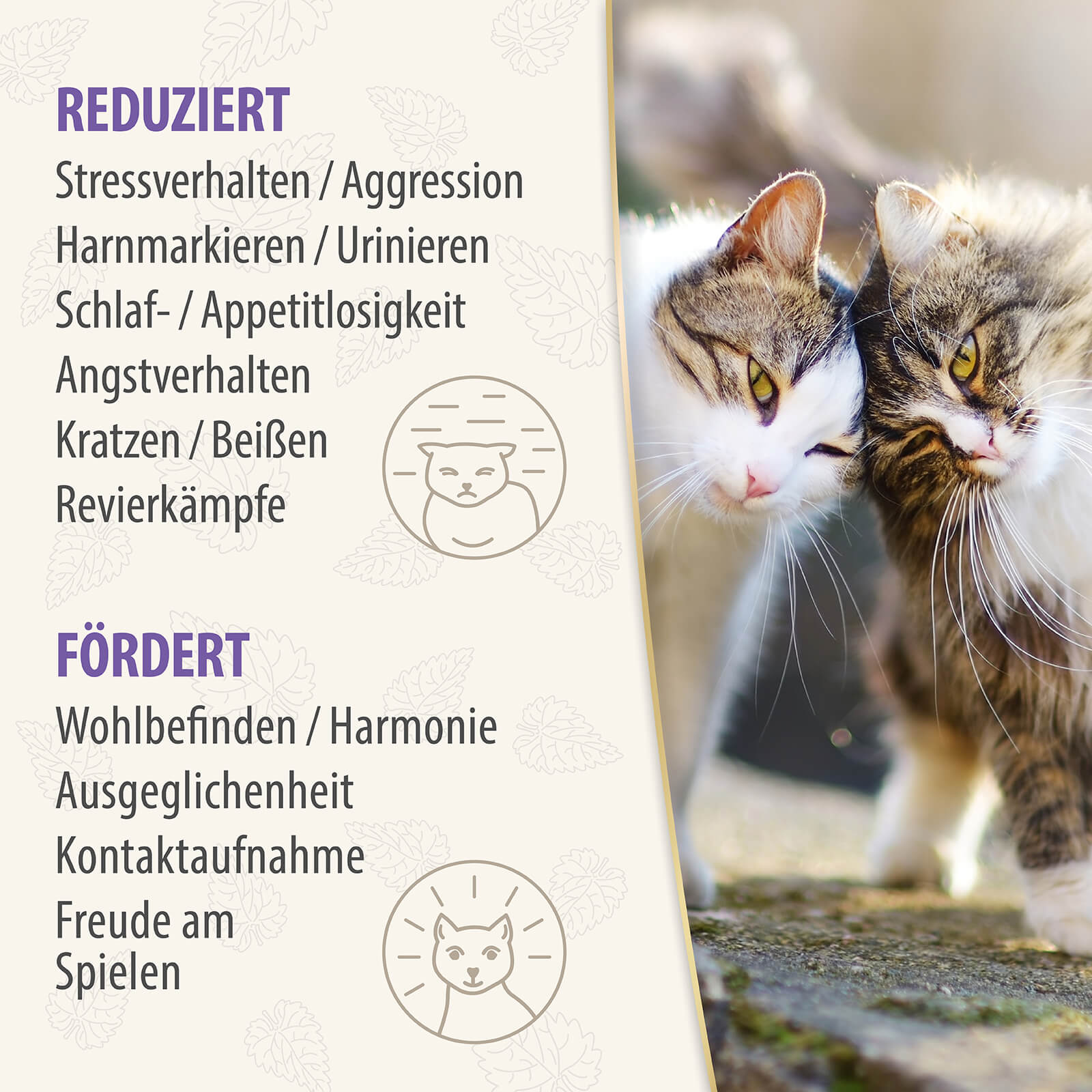 Felisept Family Comfort reduziert Stressverhalten und fördert Wohlbefinden