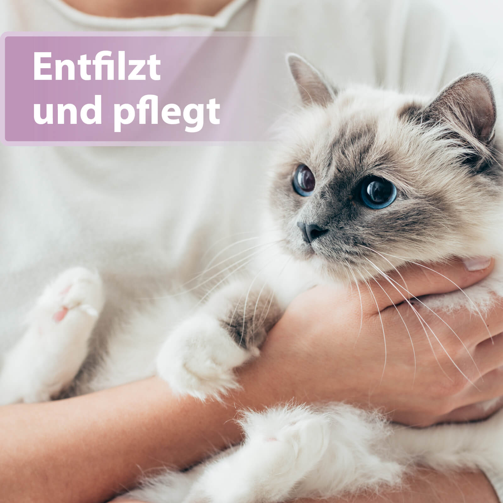 Katze liegt im Arm - Entfilzt und pflegt