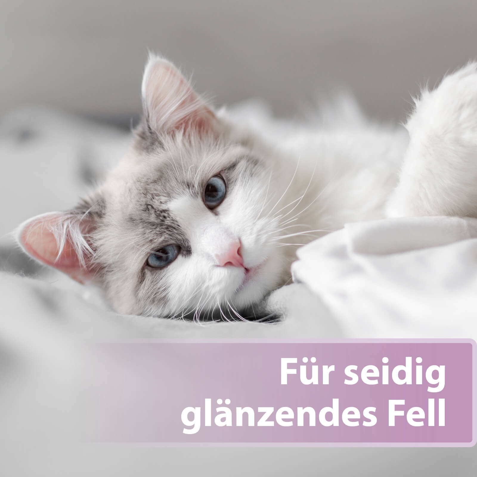 Helle Katze liegt auf Decke - Für seidig glänzendes Fell