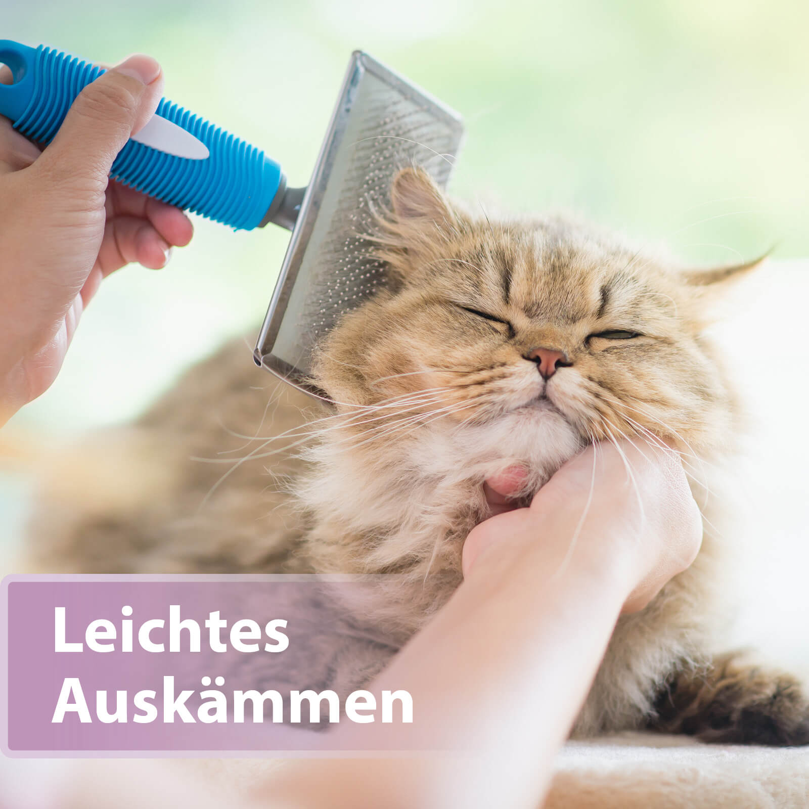 Langhaarkatze wird gekämmt - Leichtes Auskämmen
