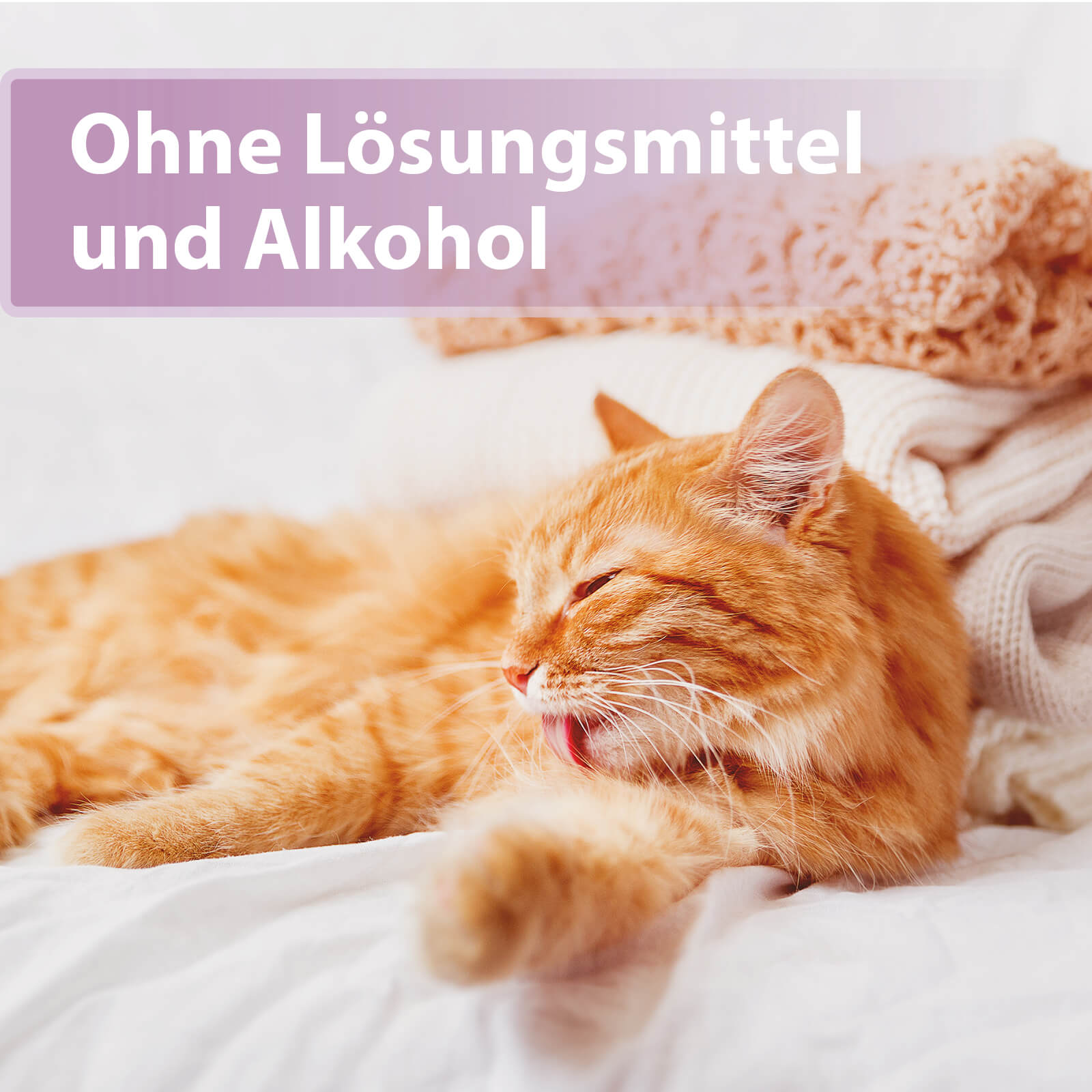 Katze mit orangenem Fell putzt sich - Ohne Lösungsmittel und Alkohol