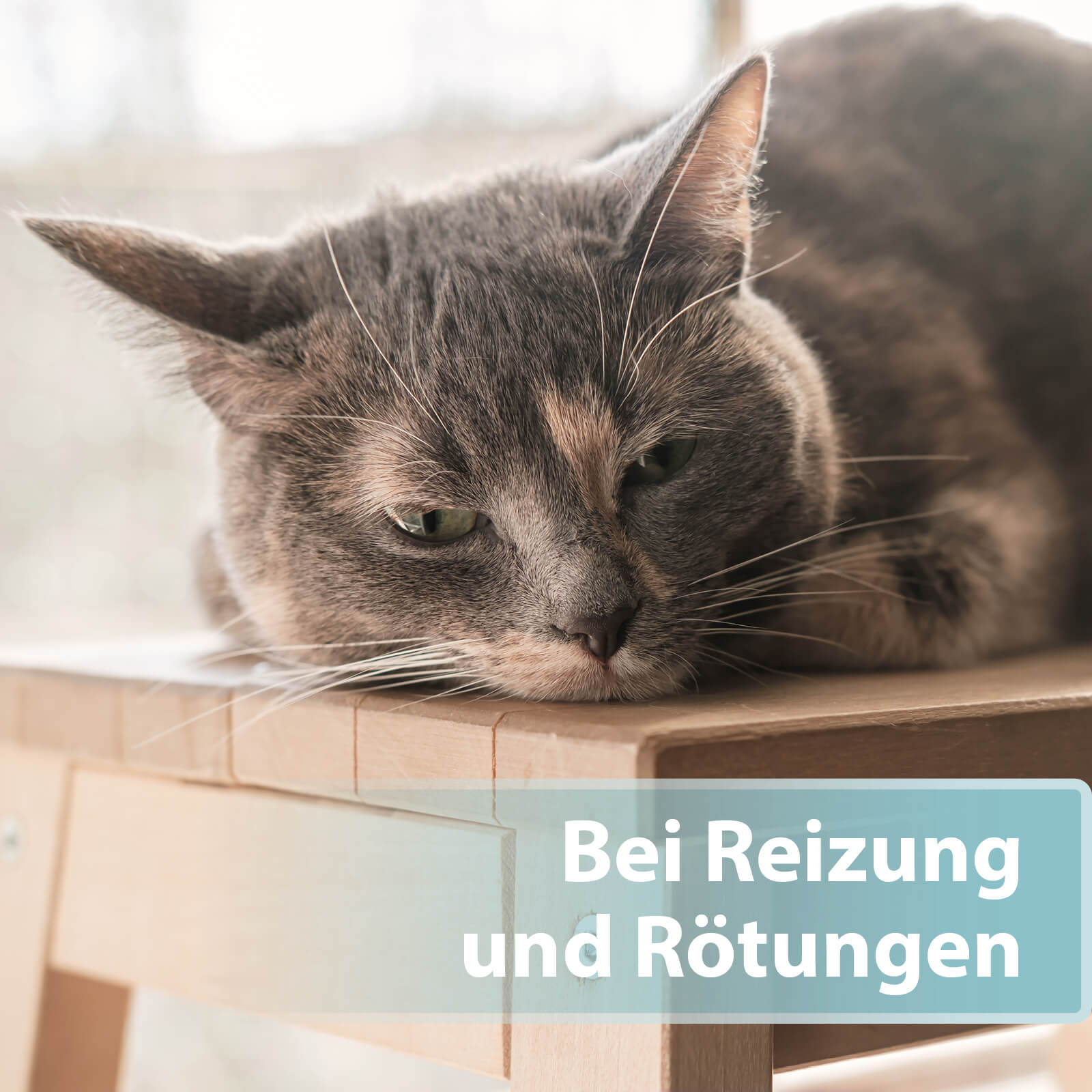 Braune Katze liegt auf Stuhl - Bei Reizungen und Rötungen