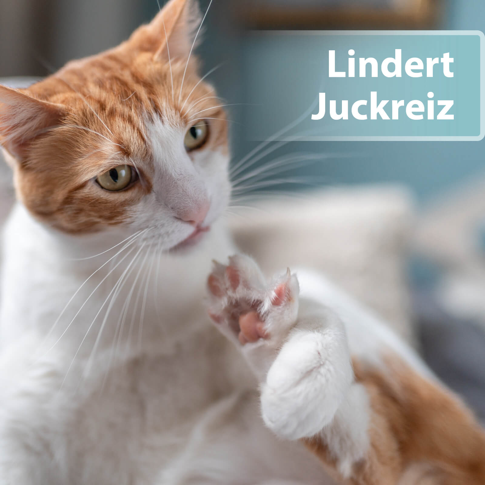 Katze zankt und greift nach Pfote - Lindert Juckreiz