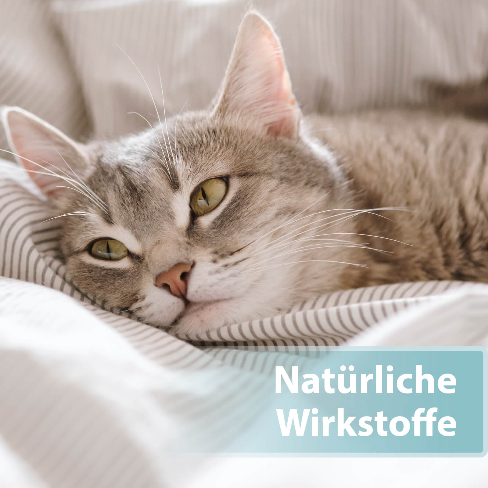 Katze liegt auf Bettdecke - Natürliche Wirkstoffe