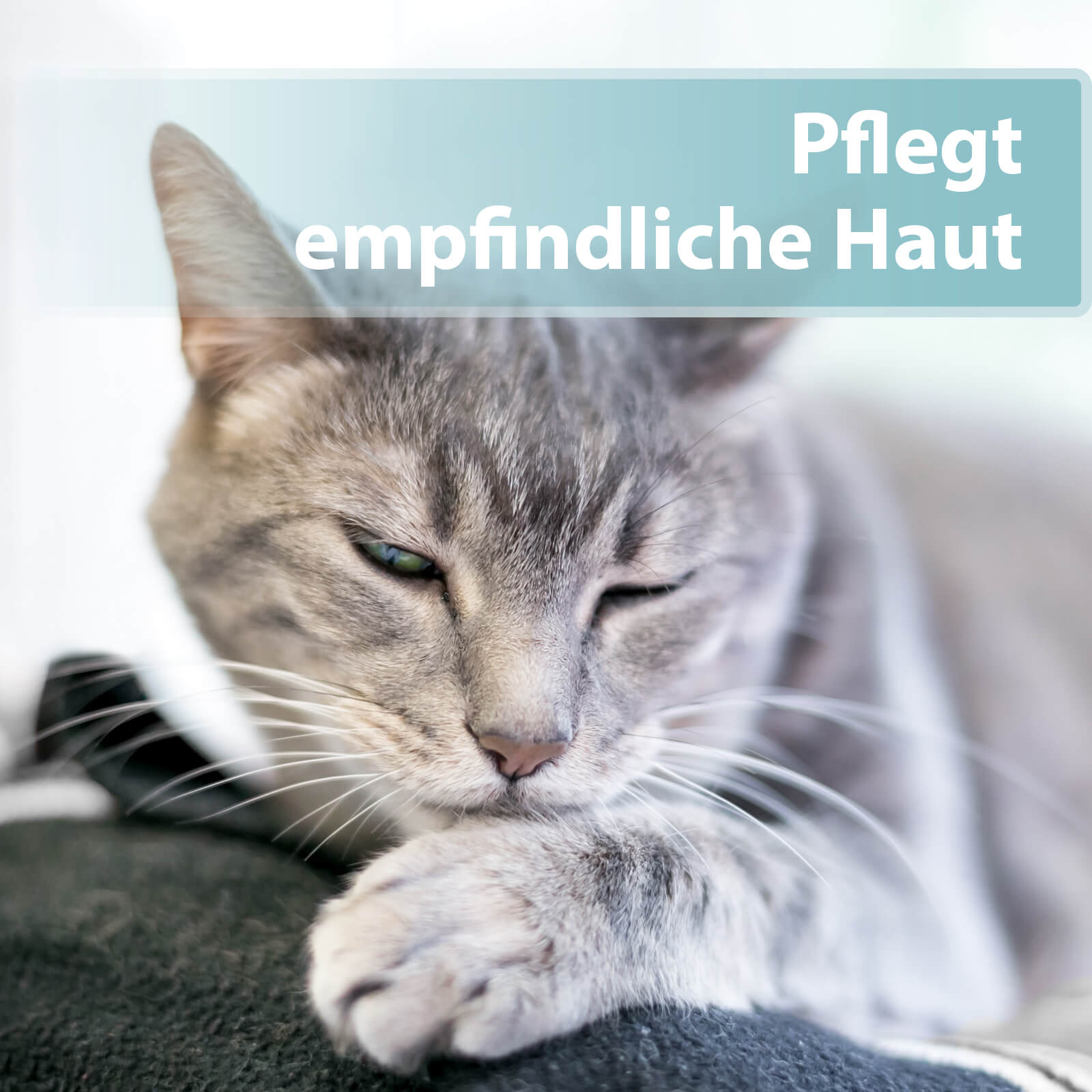 Graue Katze leckt sich die Pfote - Pflegt empfindliche Haut