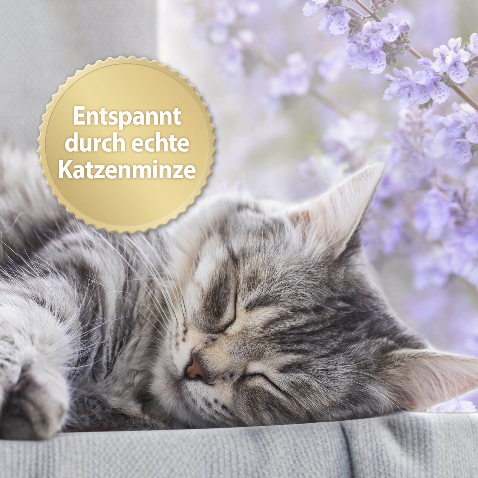Katze schläft mit der Schrift 