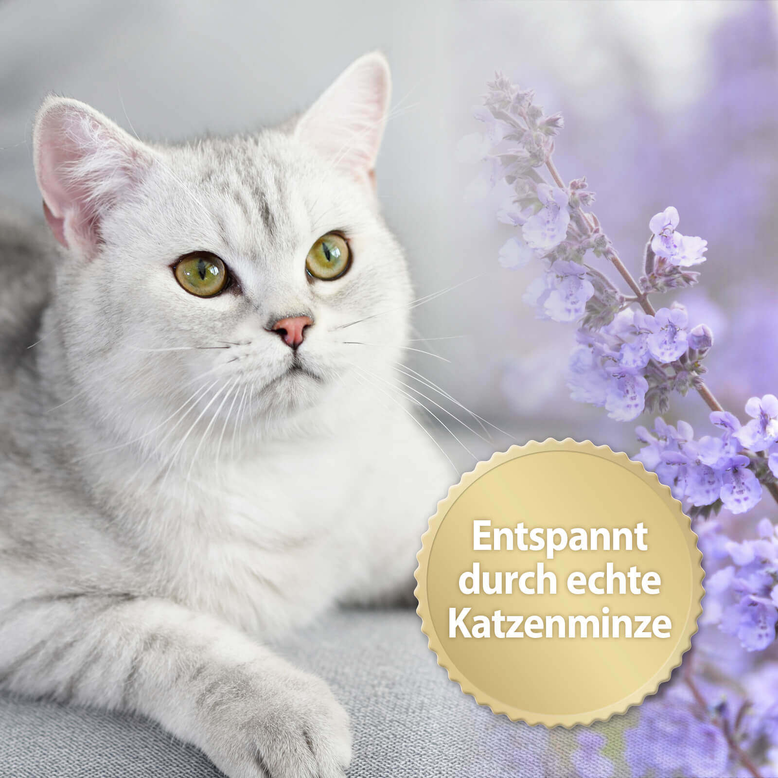 Katze mit Katzenminze - Entspannt durch echte Katzenminze