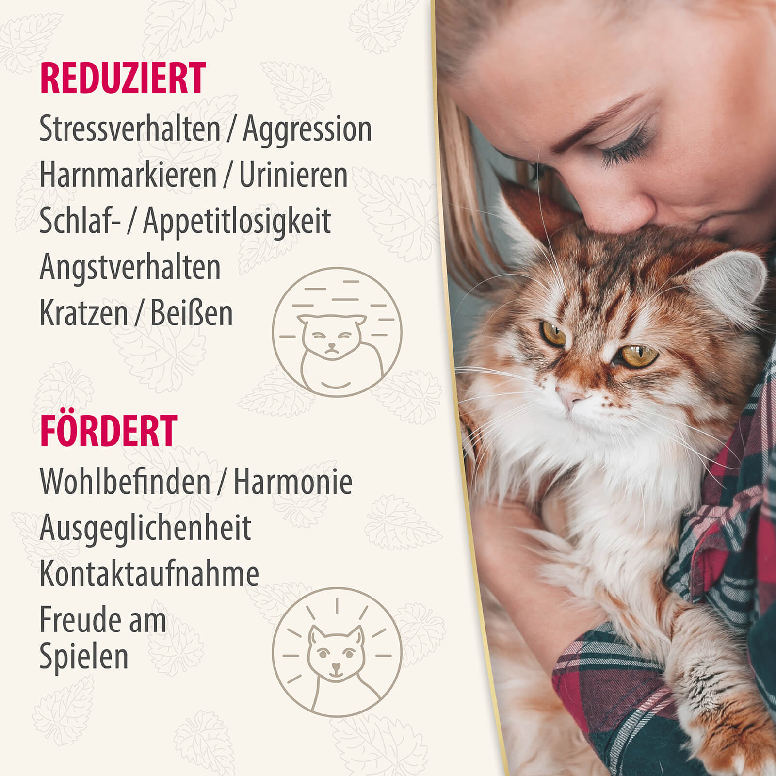 Felisept Home Comfort reduziert Stressverhalten und fördert Wohlbefinden