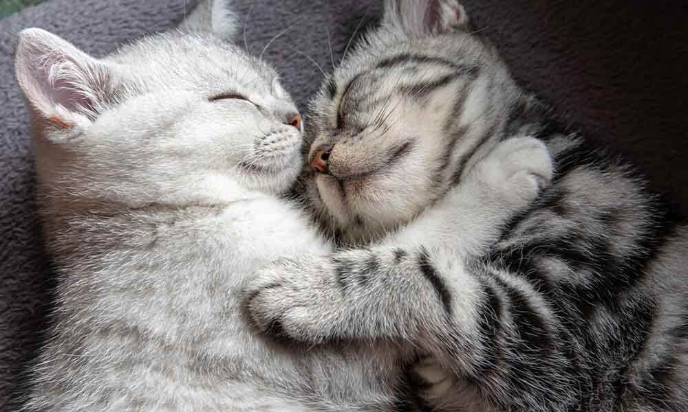 Felisept Katzenberuhigung Family Comfort