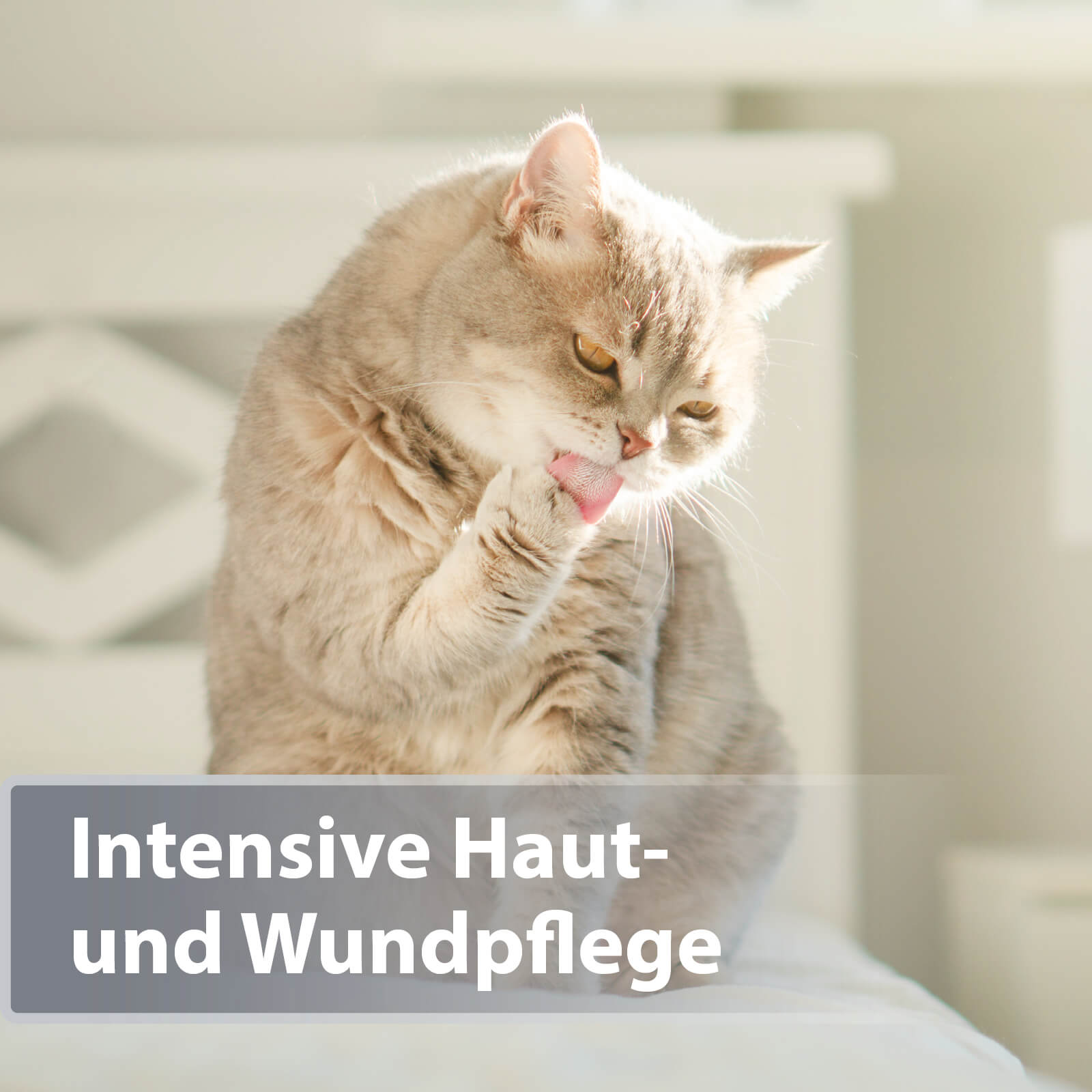 Graue Katze sitz auf Bett und leckt sich Pfote - Intensive Haut- und Wundpflege
