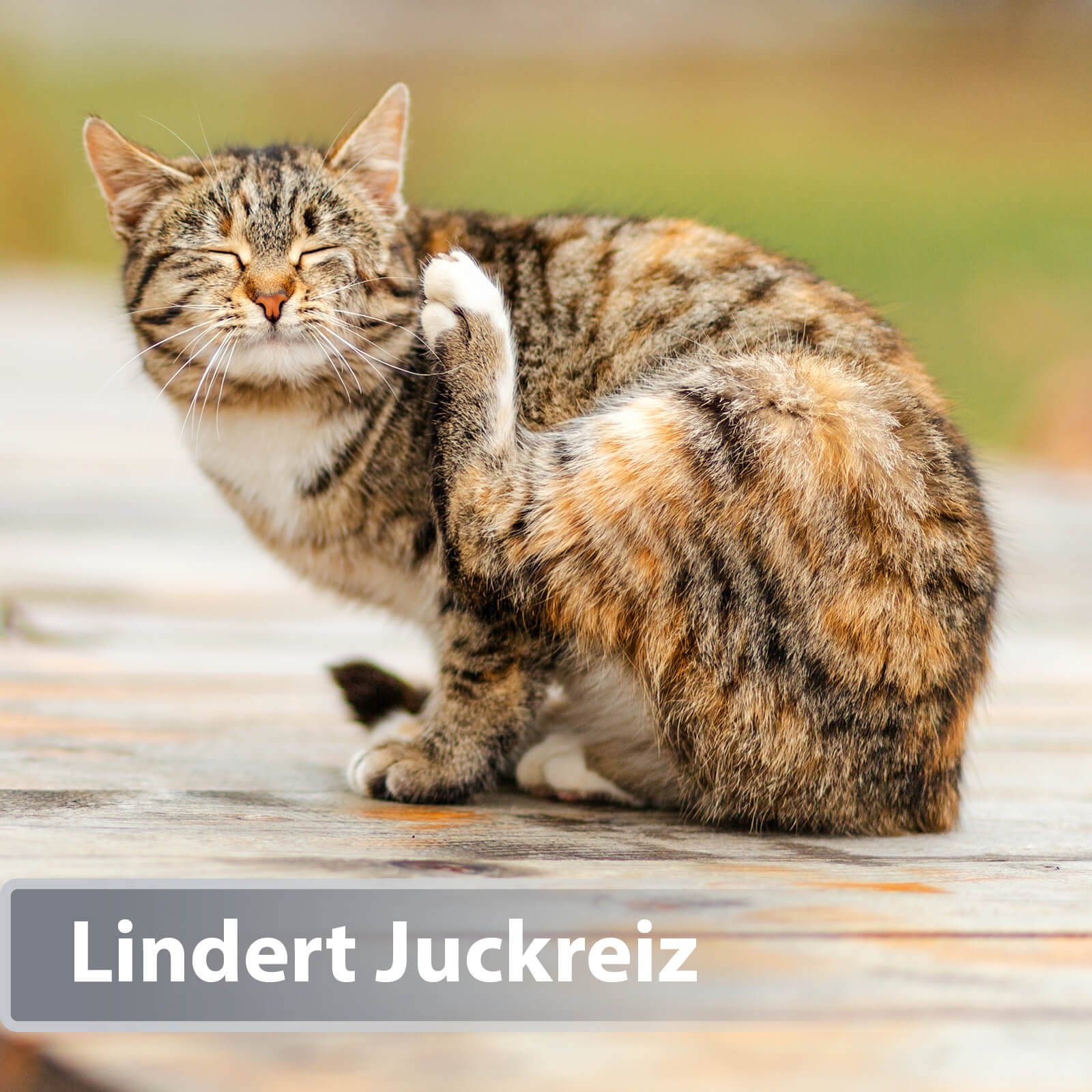 Gestreifte Katze kratzt sich am Kopf - Lindert Juckreiz