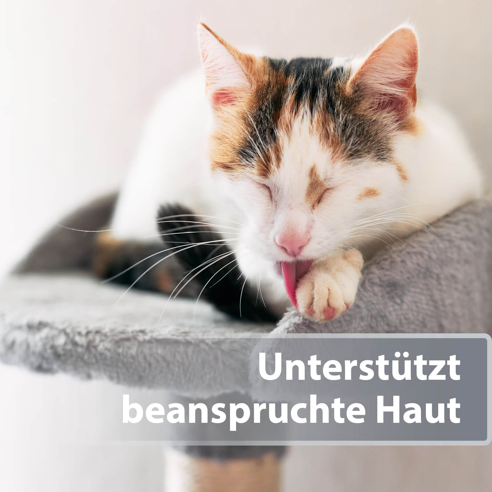 Katze liegt auf Kratzbaum und leckt sich Pfote - Unterstützt beanspruchte haut
