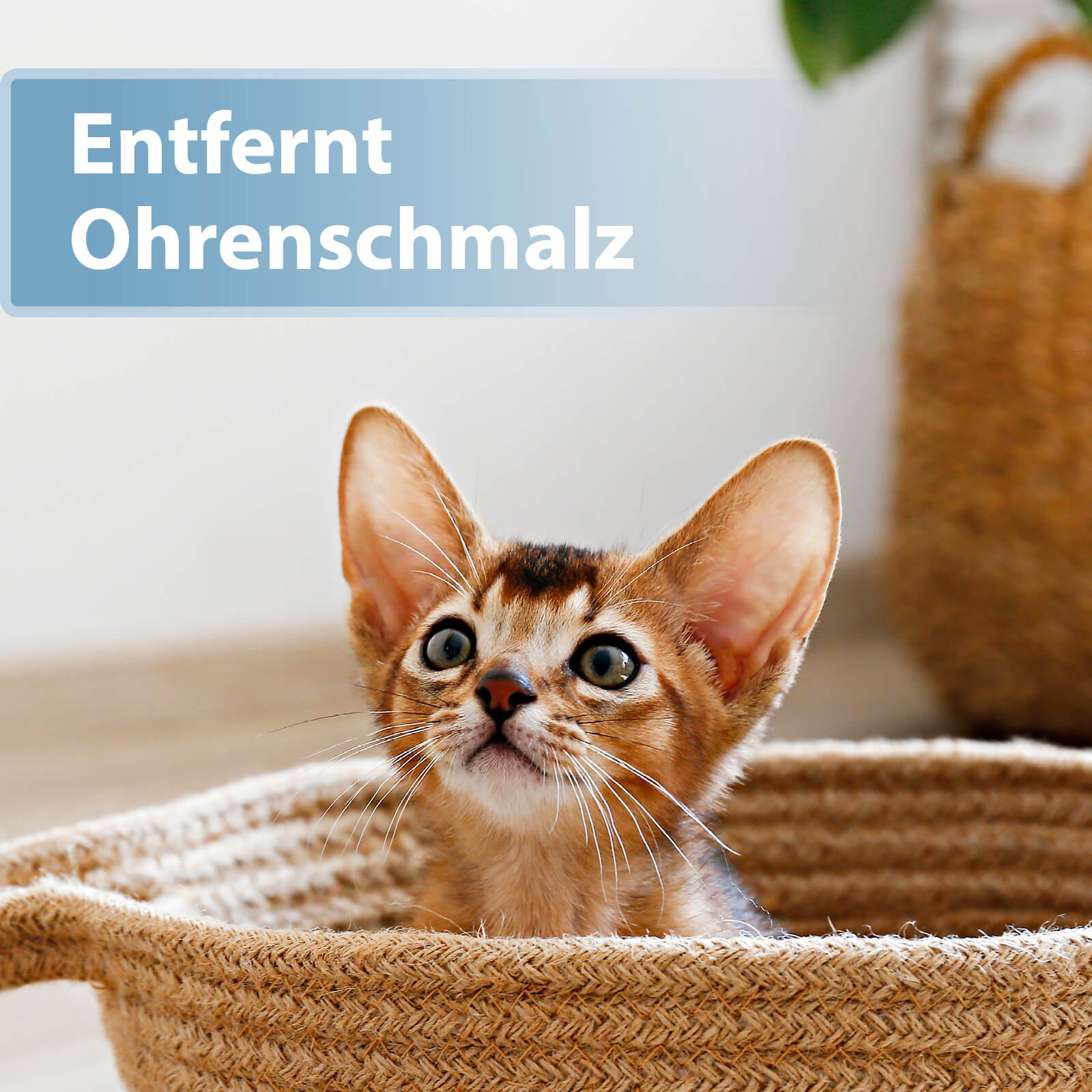 Kleine Katze mit großen Ohren sitzt im Korb - Entfernt Ohrenschmalz